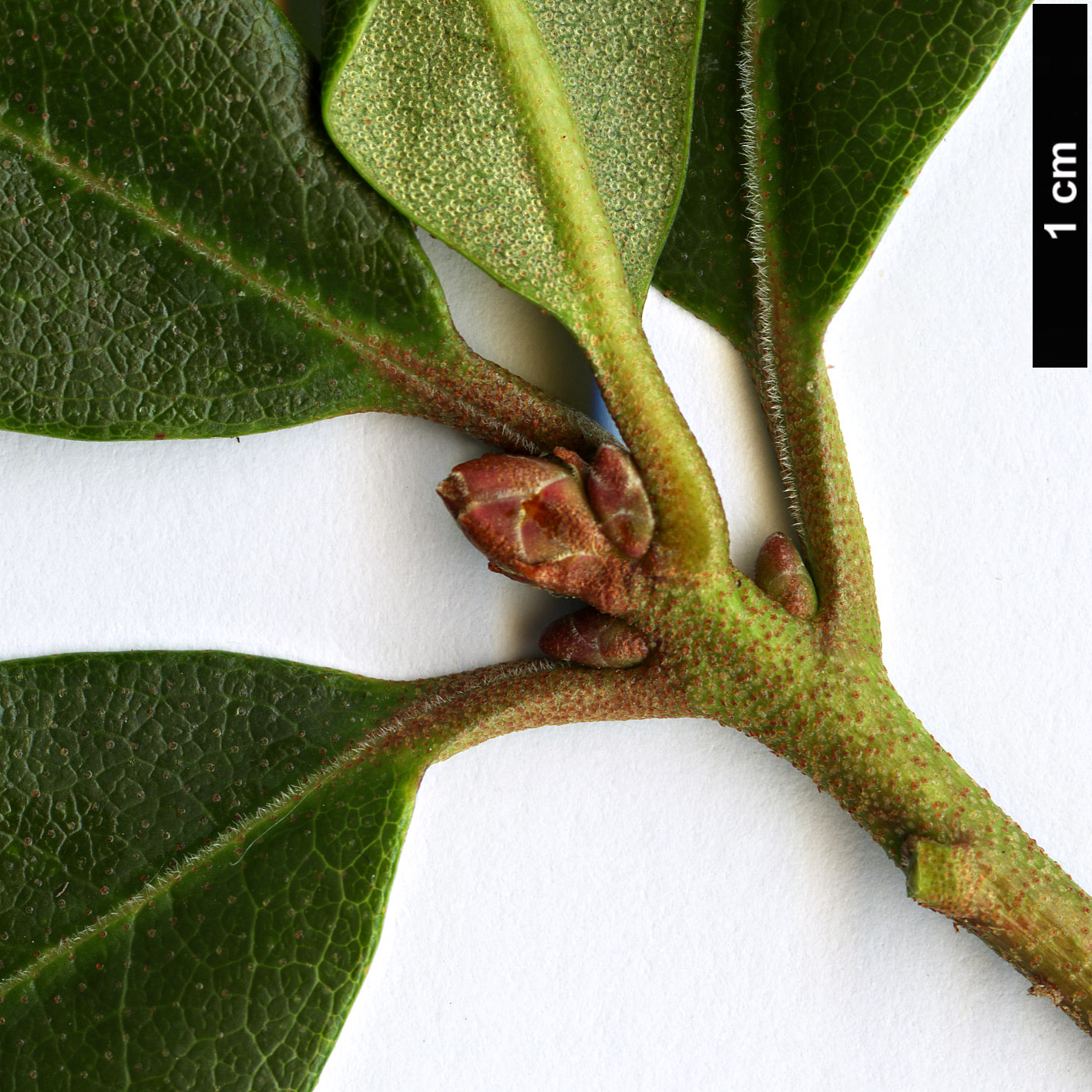 High resolution image: Family: Ericaceae - Genus: Rhododendron - Taxon: smokianum