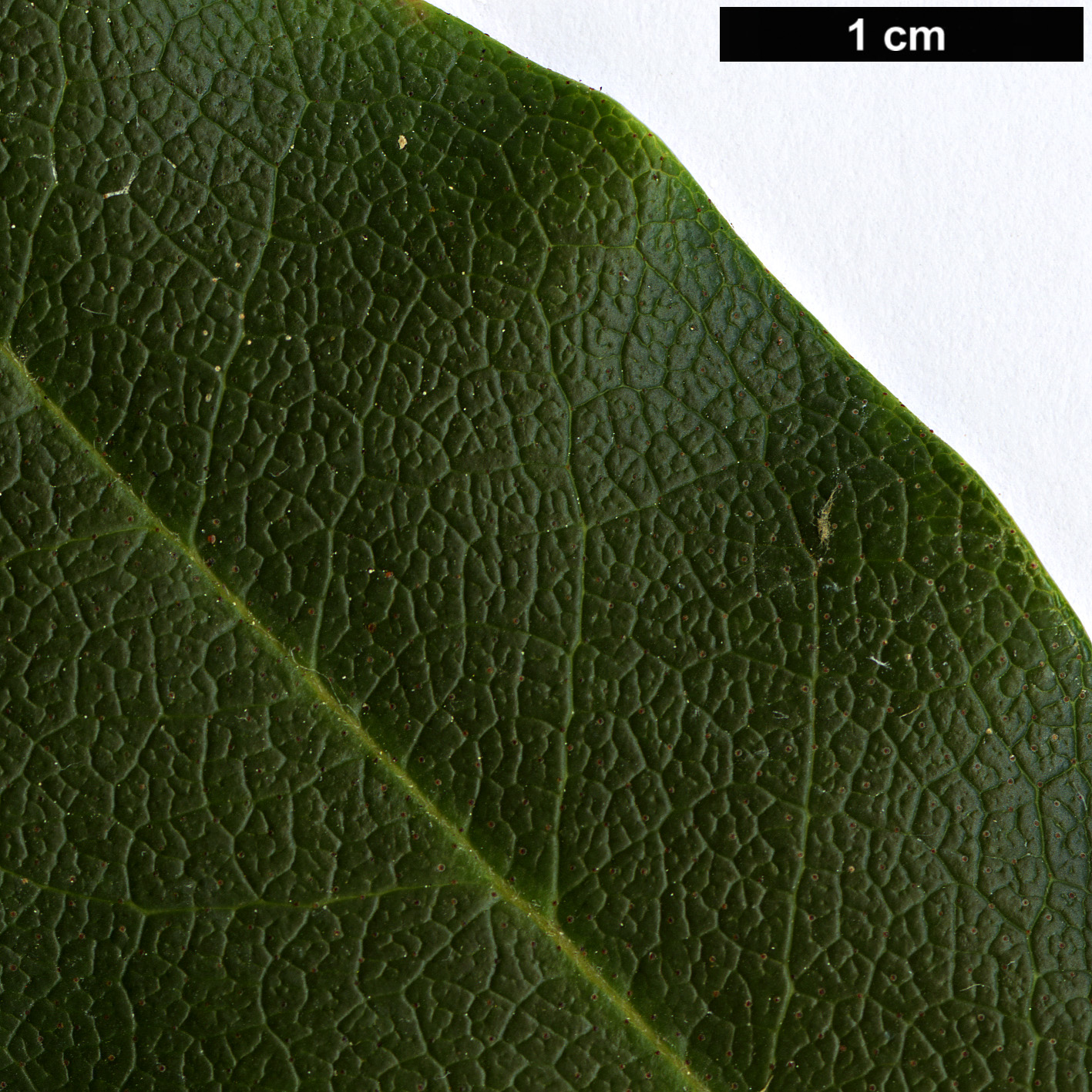High resolution image: Family: Ericaceae - Genus: Rhododendron - Taxon: smokianum