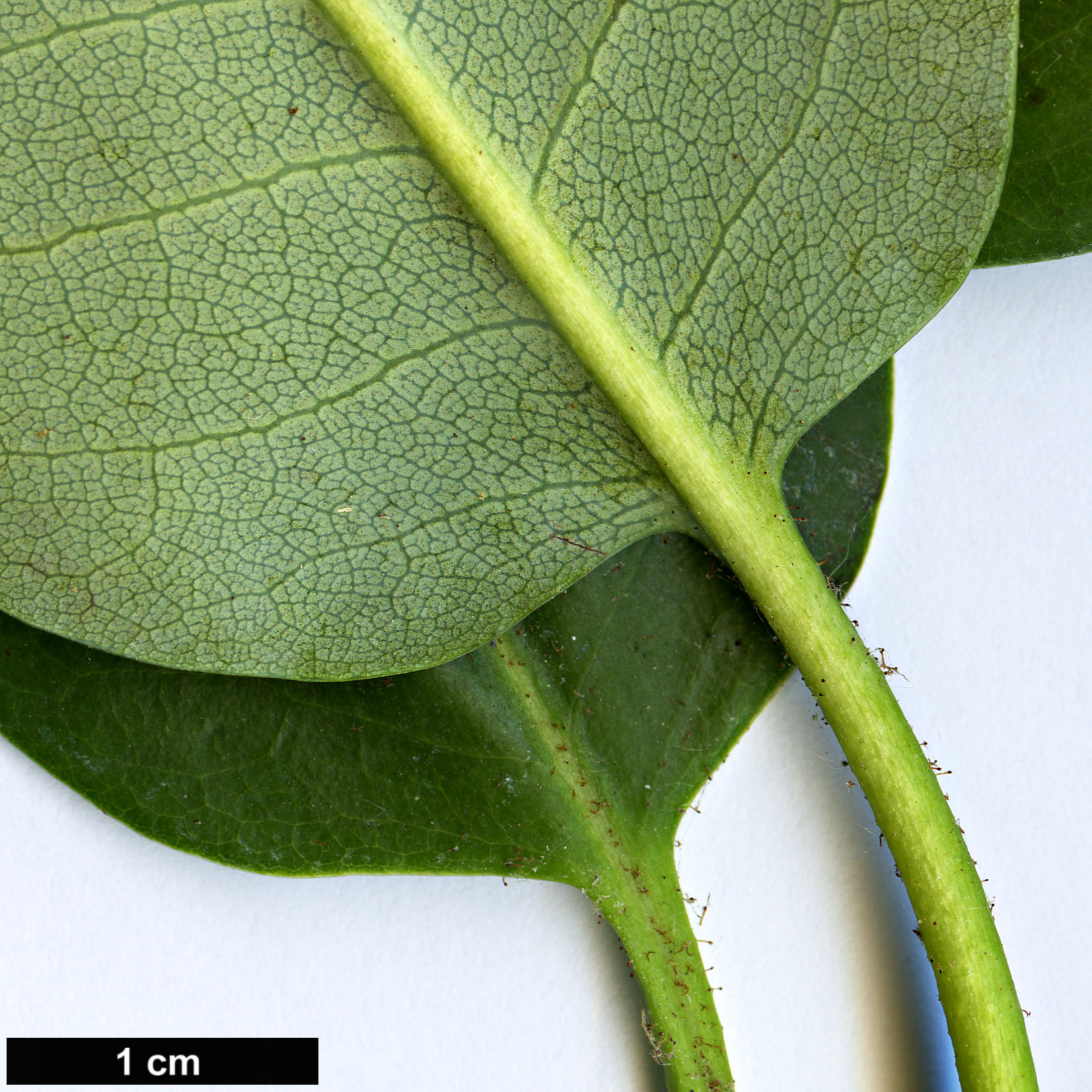 High resolution image: Family: Ericaceae - Genus: Rhododendron - Taxon: souliei