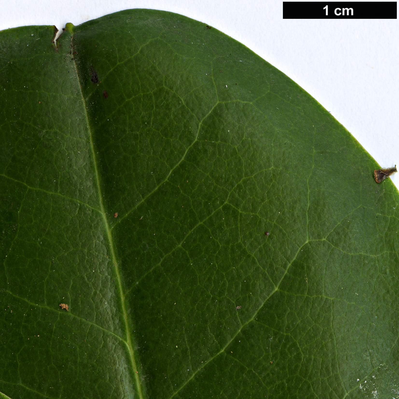 High resolution image: Family: Ericaceae - Genus: Rhododendron - Taxon: souliei