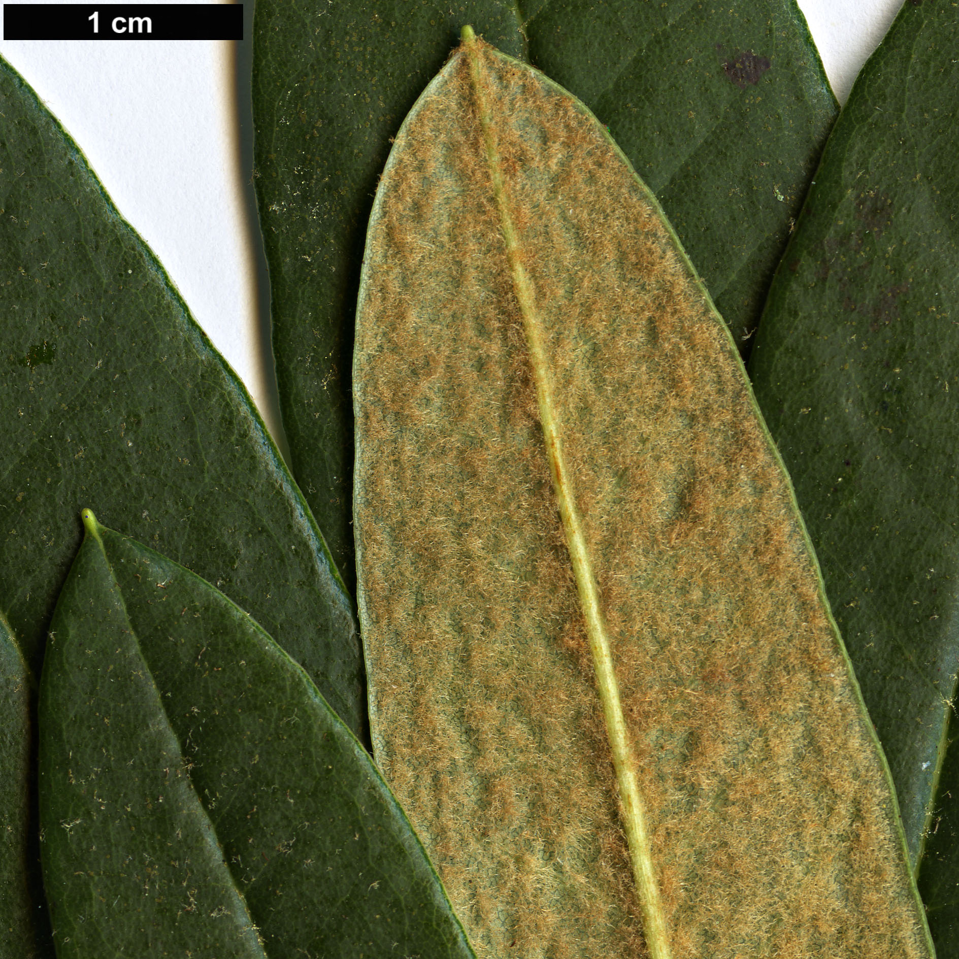High resolution image: Family: Ericaceae - Genus: Rhododendron - Taxon: sperabile