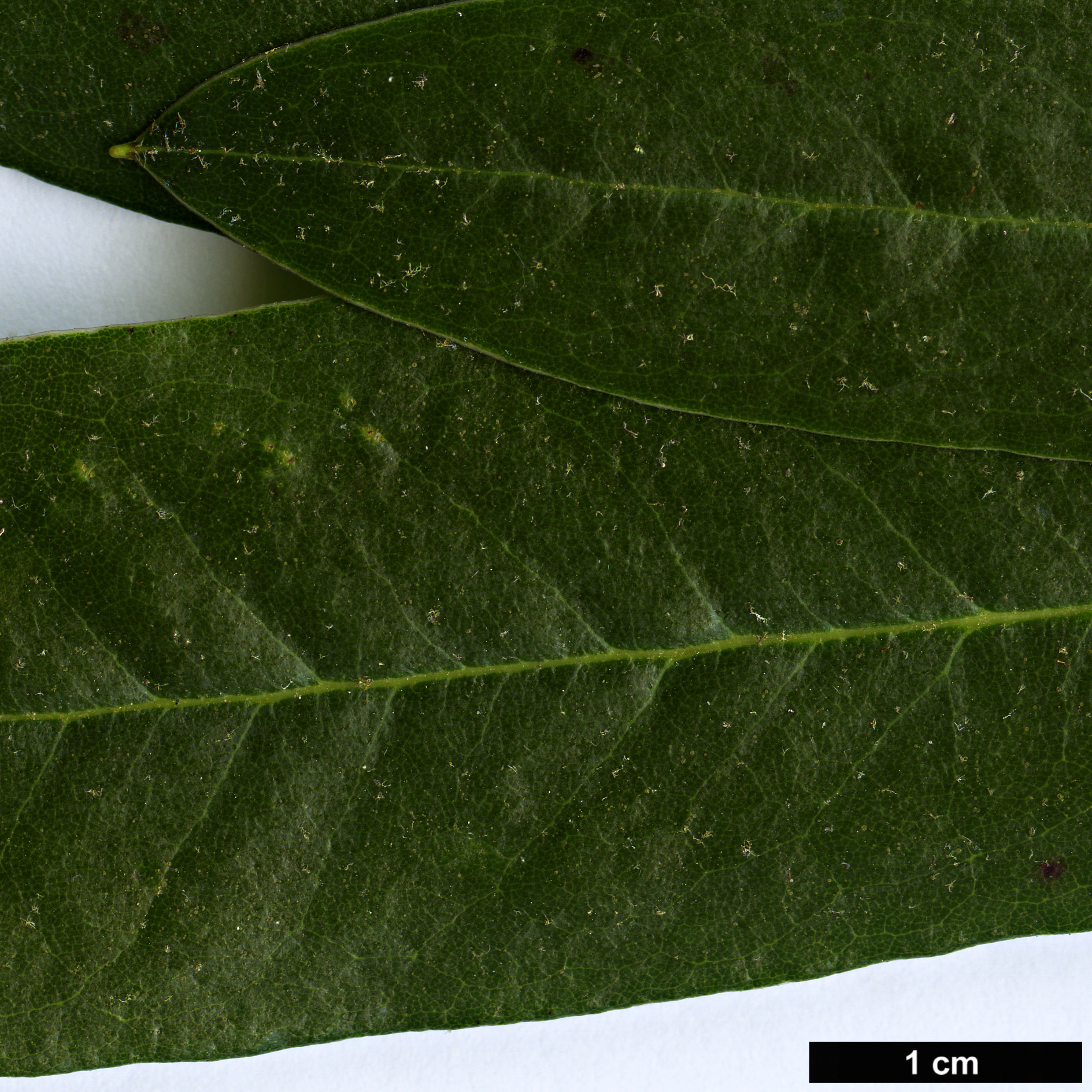 High resolution image: Family: Ericaceae - Genus: Rhododendron - Taxon: sperabile