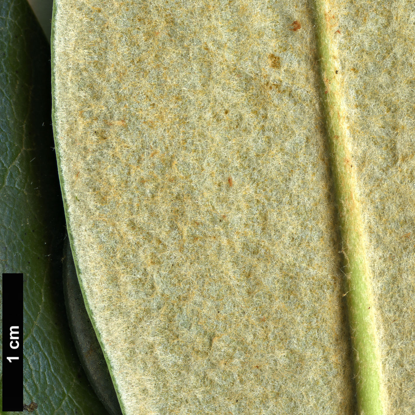 High resolution image: Family: Ericaceae - Genus: Rhododendron - Taxon: sphaeroblastum