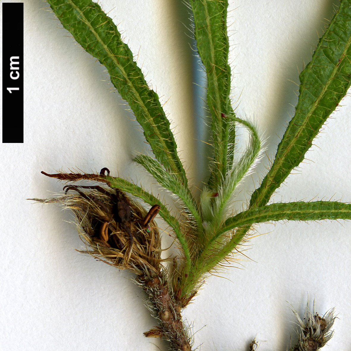High resolution image: Family: Ericaceae - Genus: Rhododendron - Taxon: stenopetalum - SpeciesSub: 'Linearifolium'