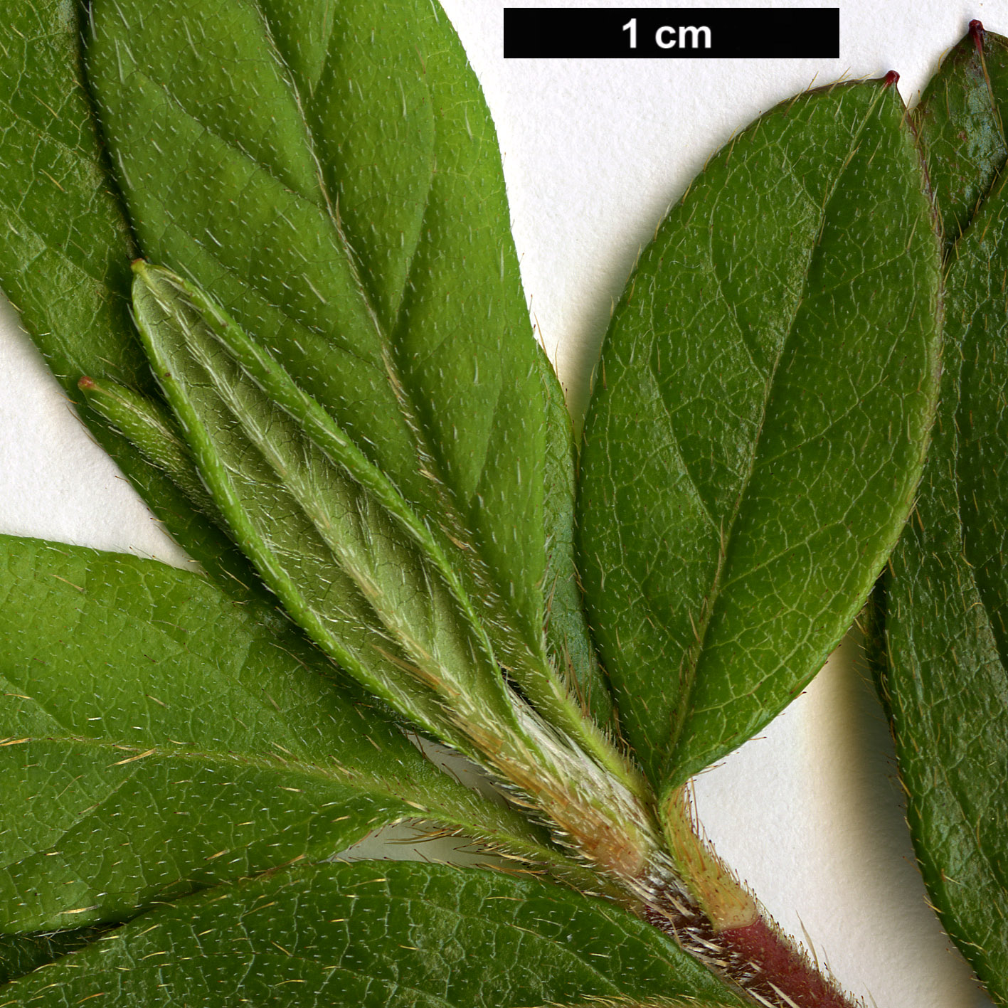 High resolution image: Family: Ericaceae - Genus: Rhododendron - Taxon: stenopetalum