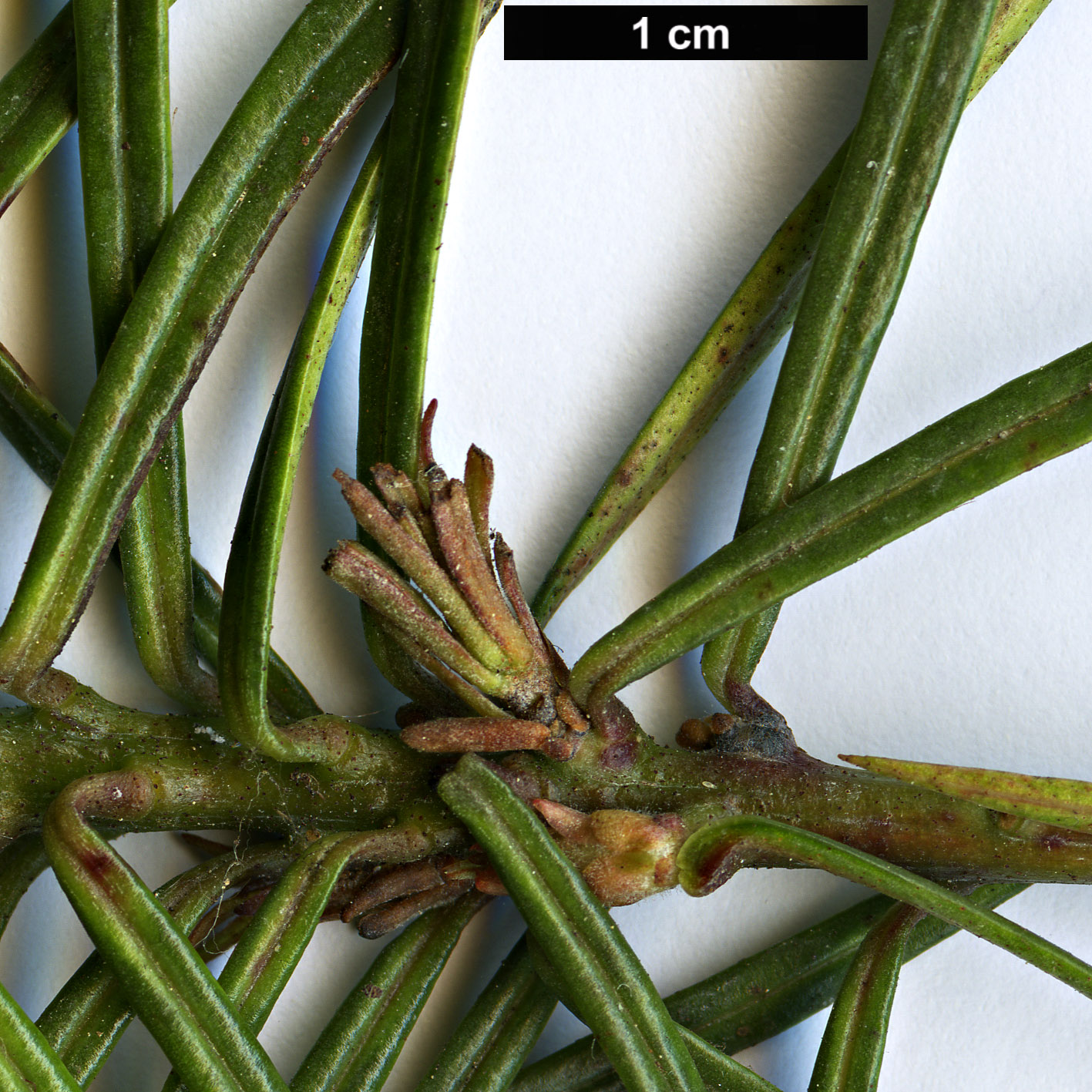 High resolution image: Family: Ericaceae - Genus: Rhododendron - Taxon: stenophyllum