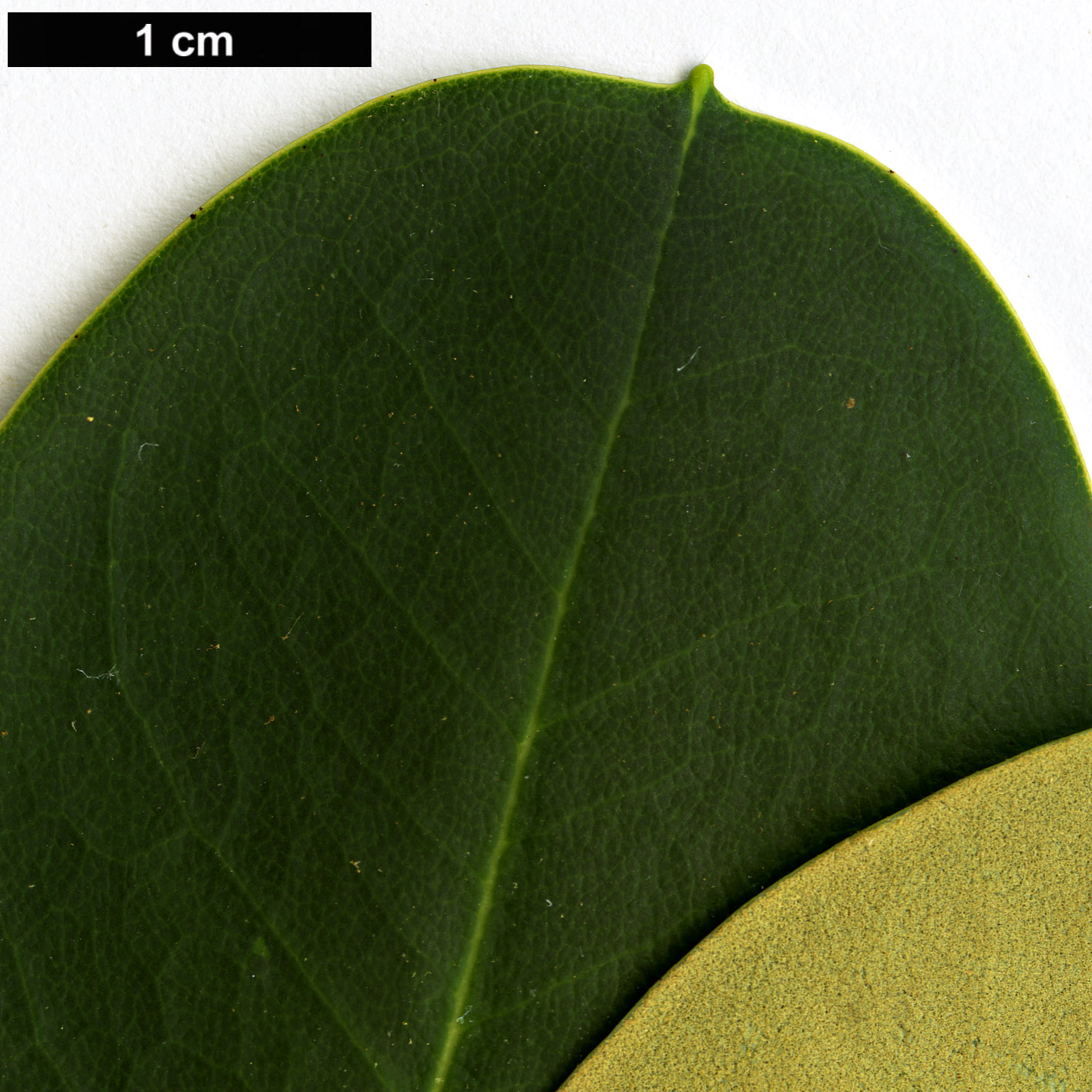 High resolution image: Family: Ericaceae - Genus: Rhododendron - Taxon: stewartianum