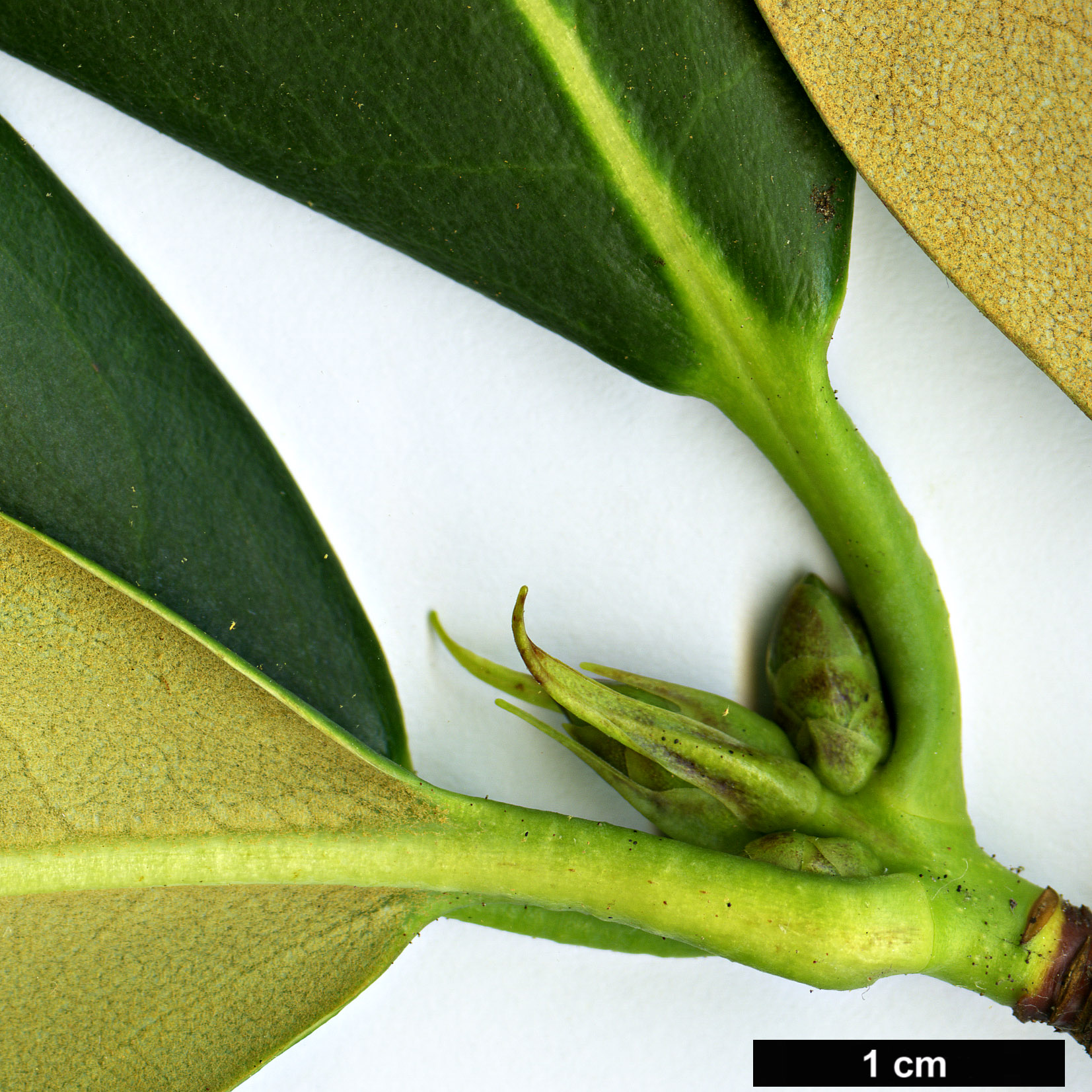 High resolution image: Family: Ericaceae - Genus: Rhododendron - Taxon: stewartianum