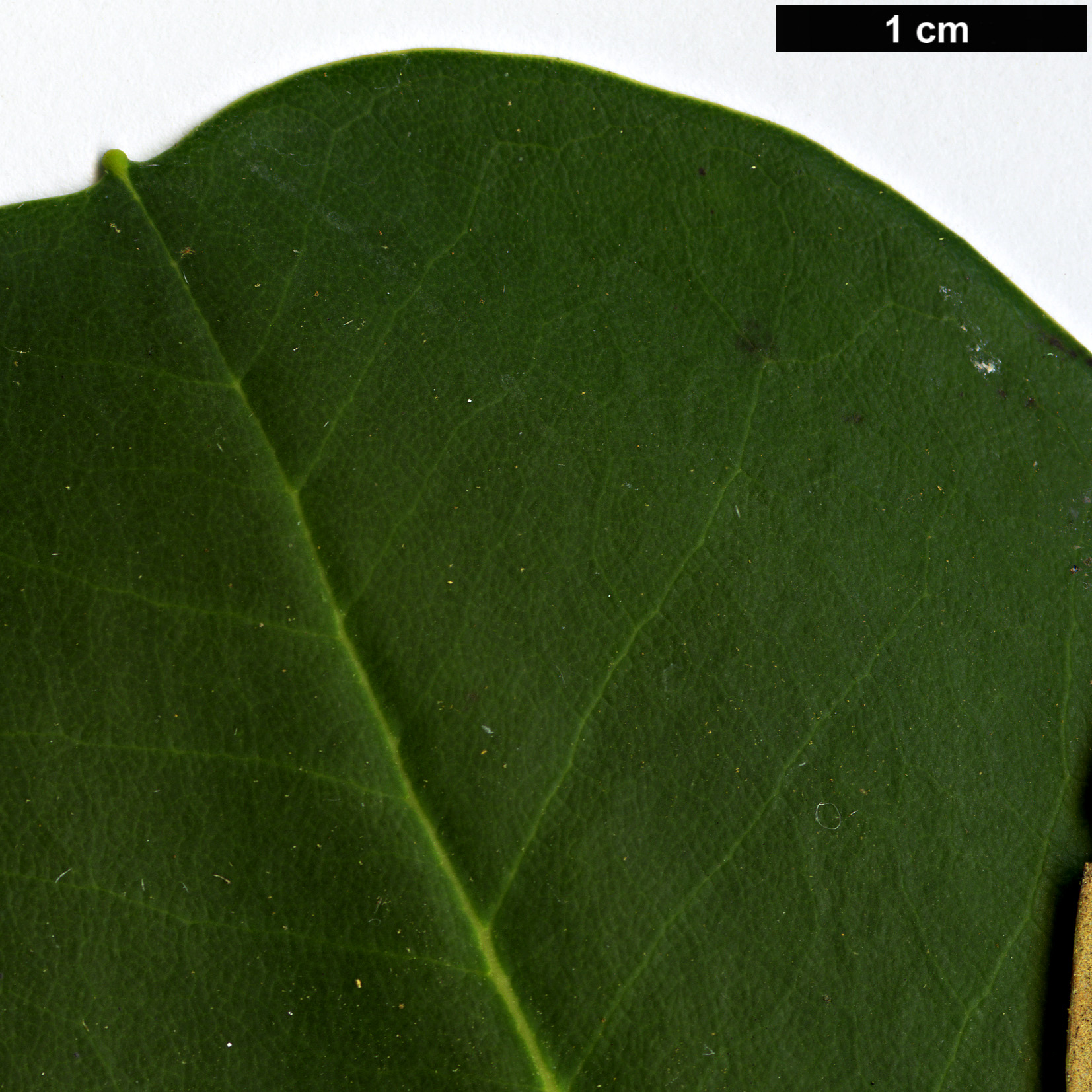 High resolution image: Family: Ericaceae - Genus: Rhododendron - Taxon: stewartianum