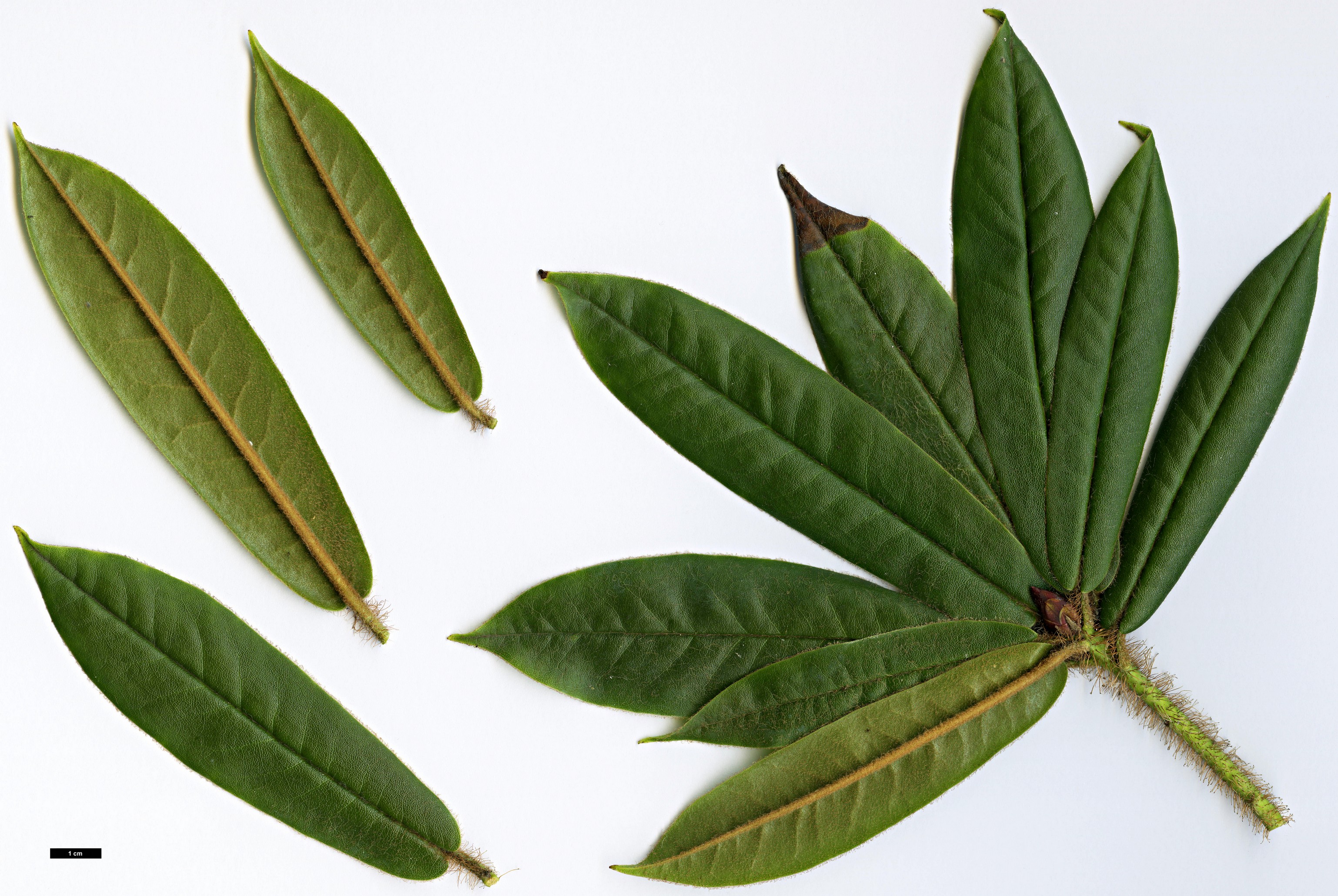 High resolution image: Family: Ericaceae - Genus: Rhododendron - Taxon: strigillosum