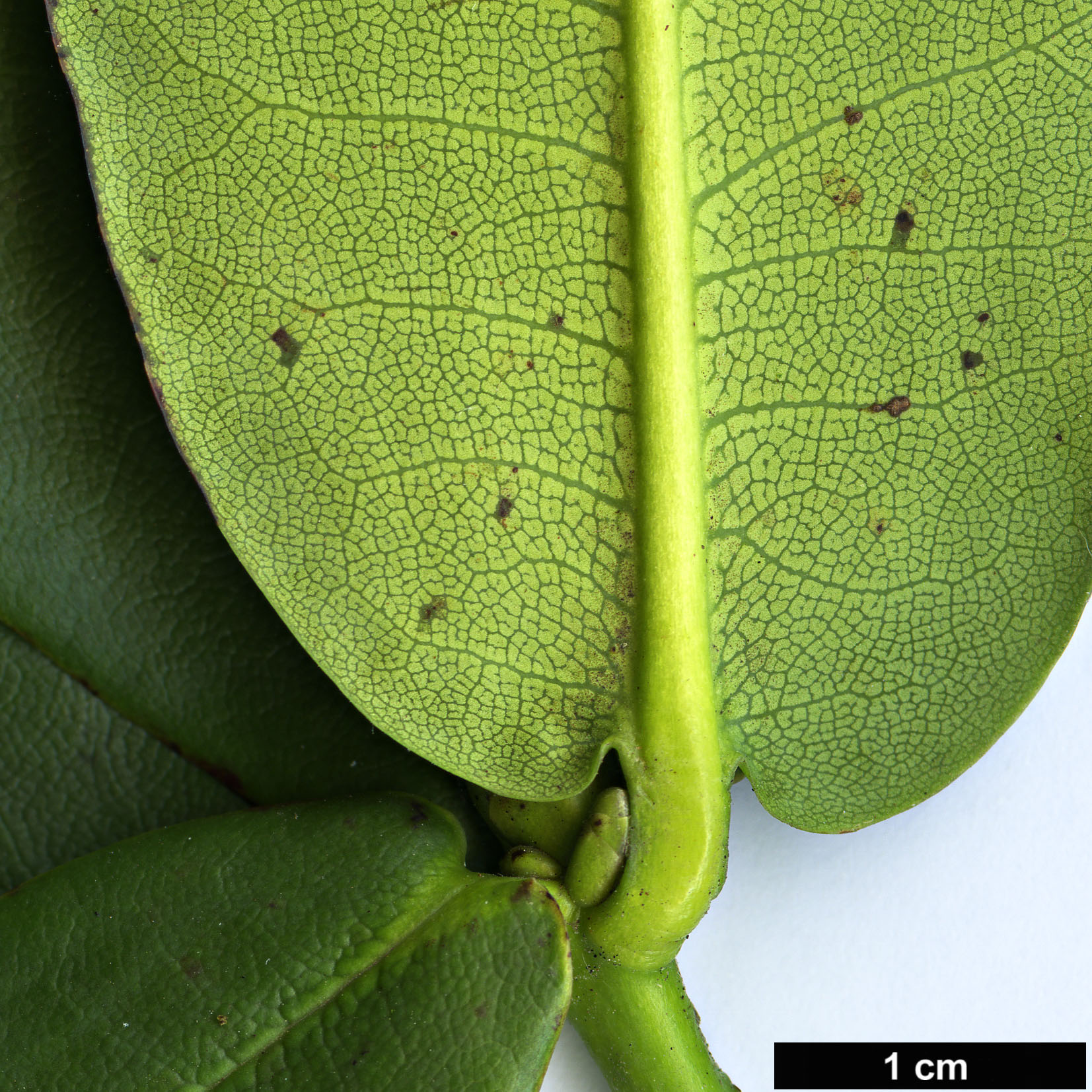 High resolution image: Family: Ericaceae - Genus: Rhododendron - Taxon: succothii