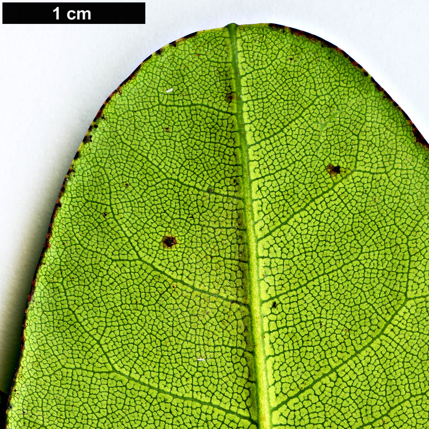 High resolution image: Family: Ericaceae - Genus: Rhododendron - Taxon: succothii