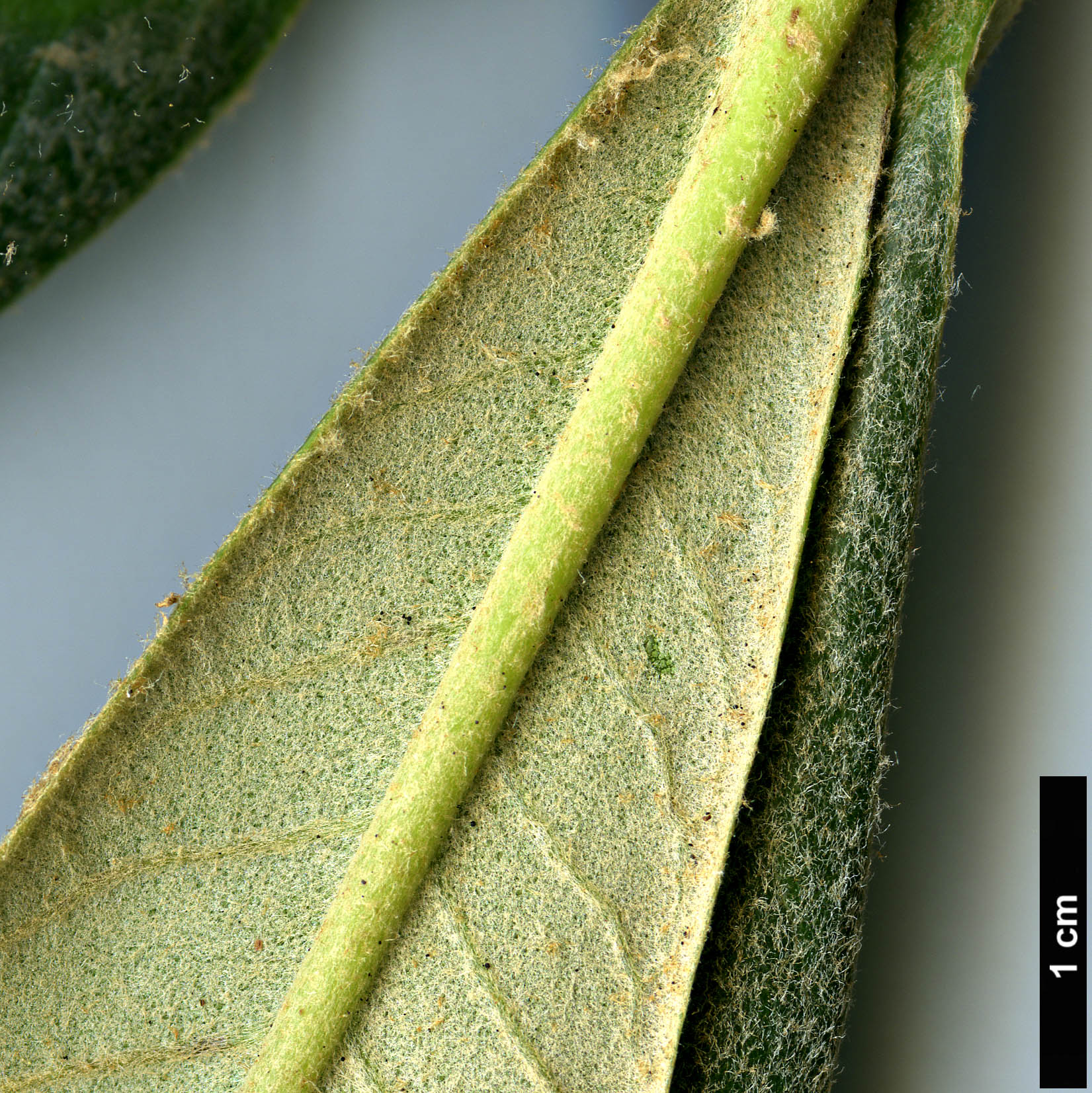 High resolution image: Family: Ericaceae - Genus: Rhododendron - Taxon: suoilenhense