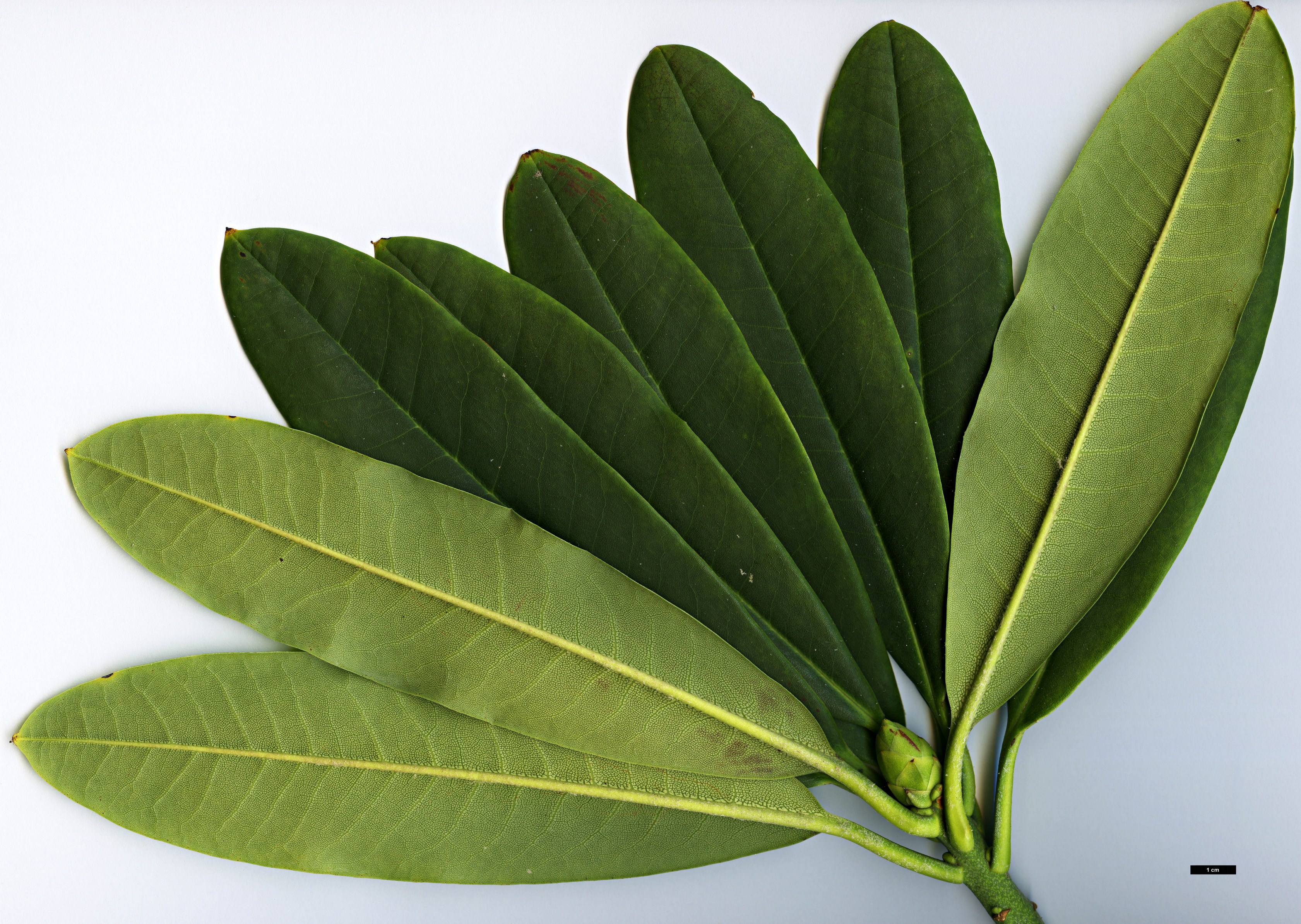 High resolution image: Family: Ericaceae - Genus: Rhododendron - Taxon: sutchuenense