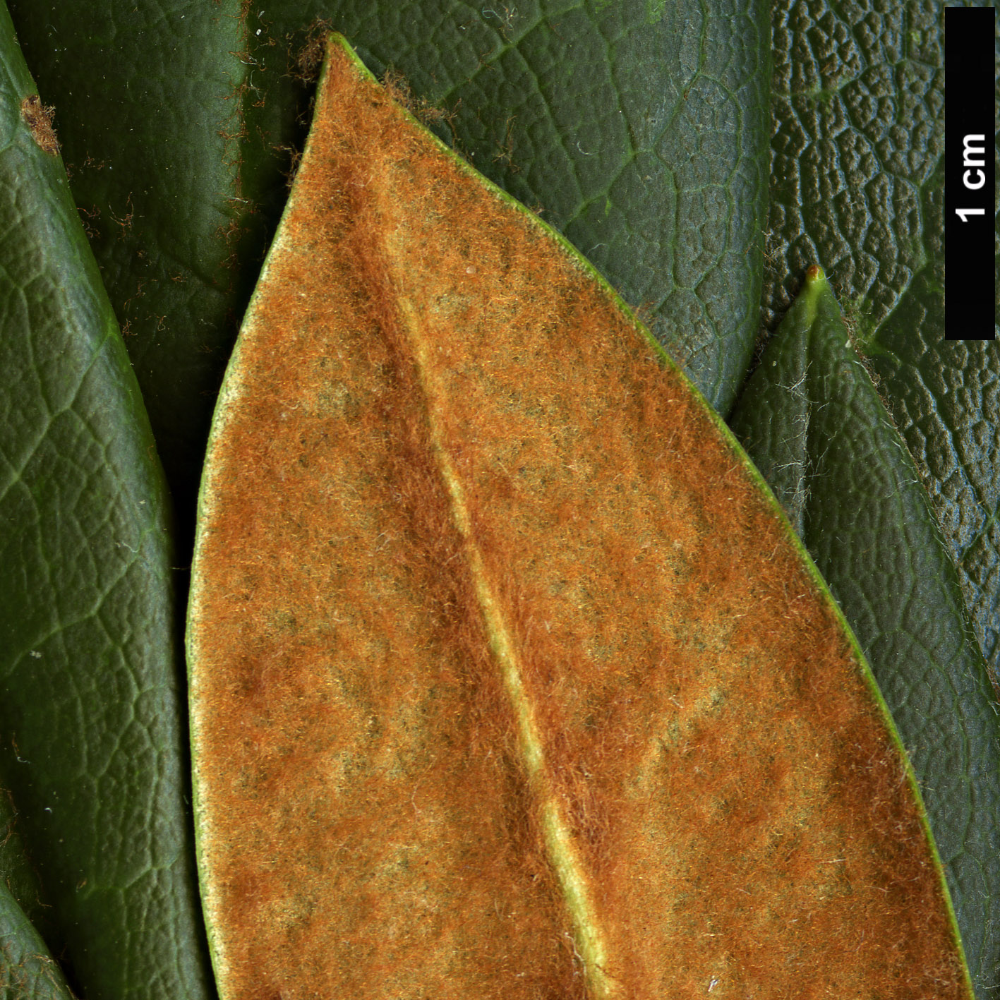 High resolution image: Family: Ericaceae - Genus: Rhododendron - Taxon: taliense