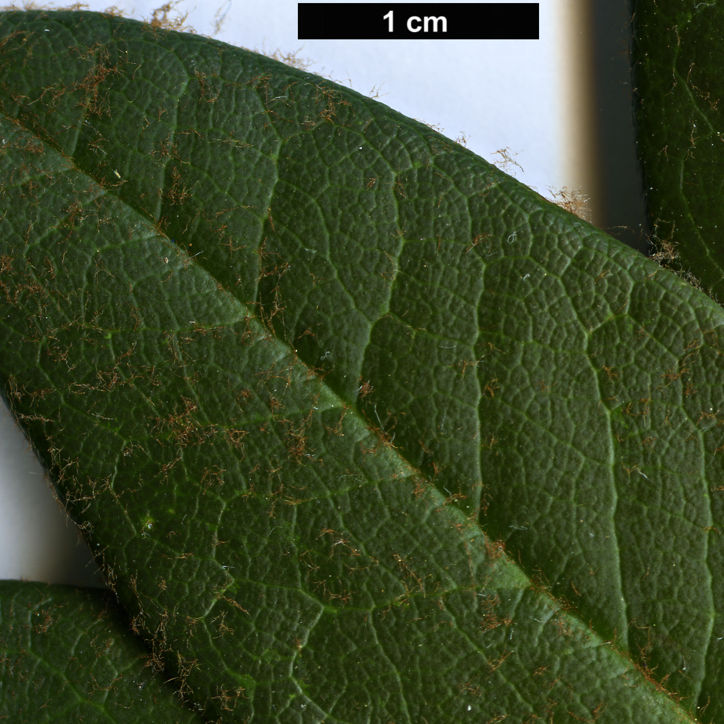 High resolution image: Family: Ericaceae - Genus: Rhododendron - Taxon: taliense