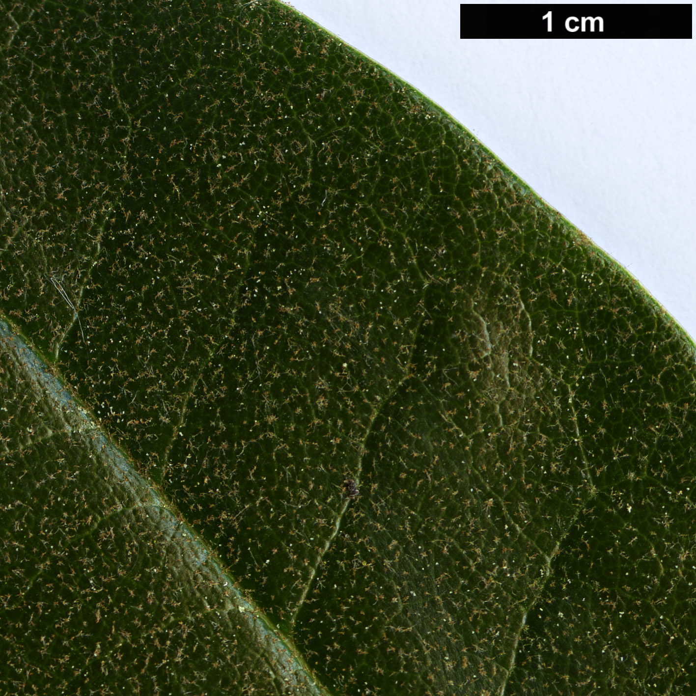 High resolution image: Family: Ericaceae - Genus: Rhododendron - Taxon: taliense