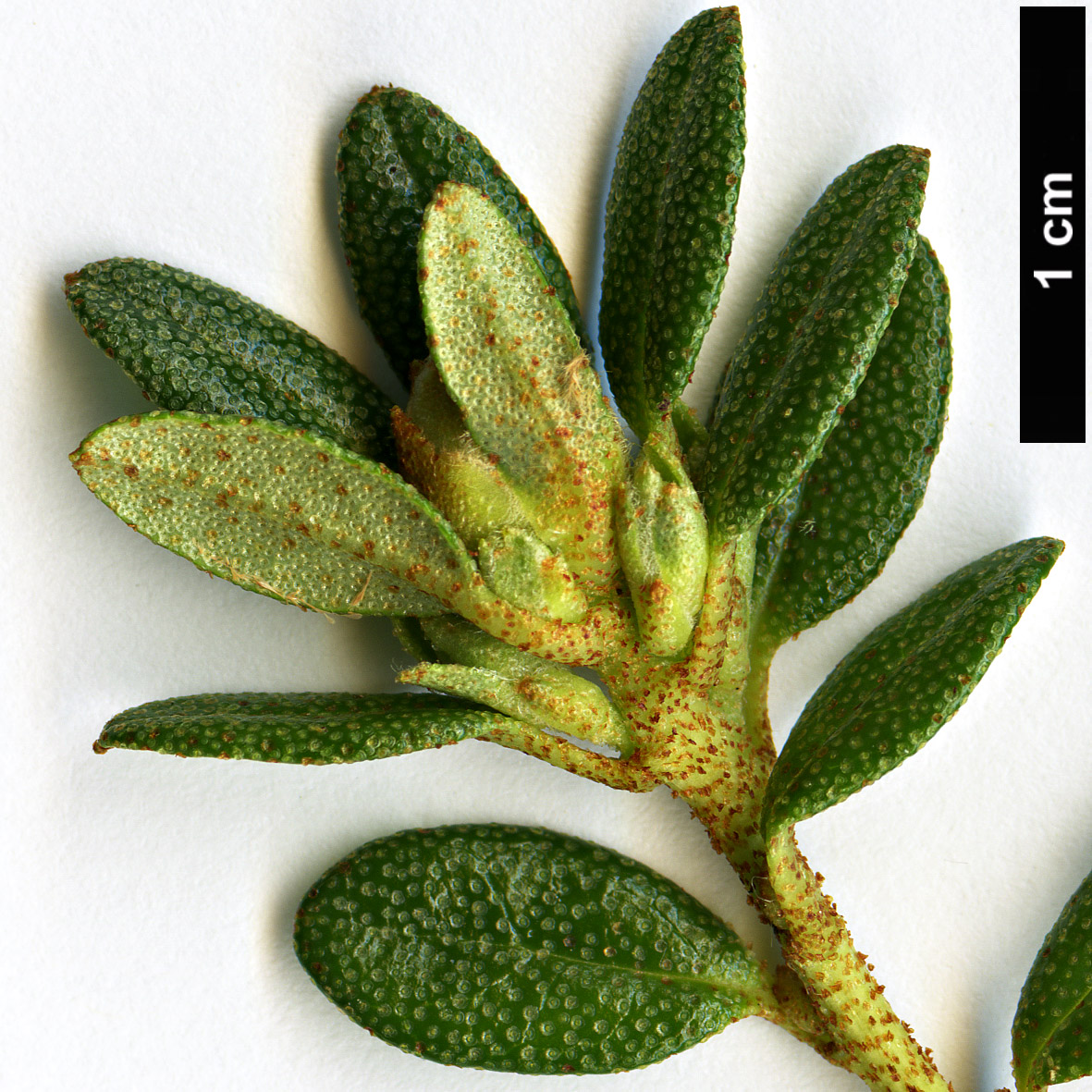 High resolution image: Family: Ericaceae - Genus: Rhododendron - Taxon: tapetiforme