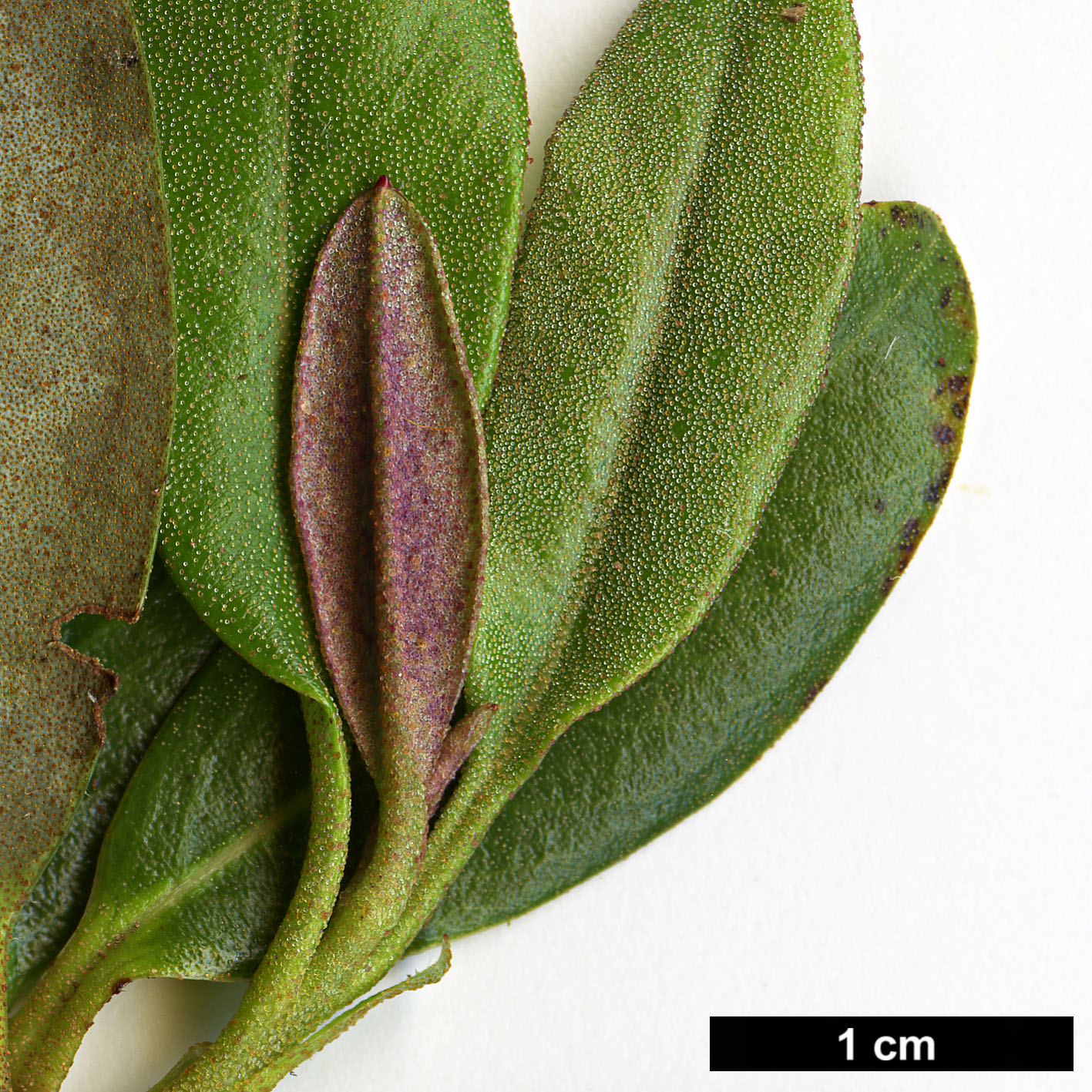 High resolution image: Family: Ericaceae - Genus: Rhododendron - Taxon: tephropeplum
