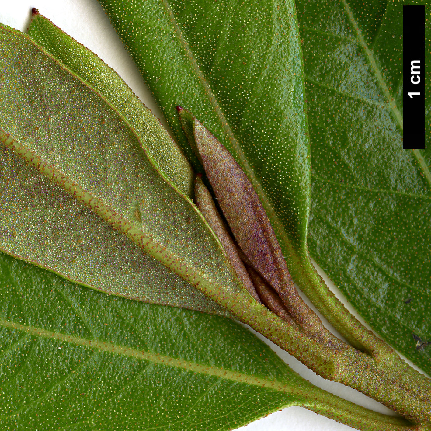 High resolution image: Family: Ericaceae - Genus: Rhododendron - Taxon: tephropeplum