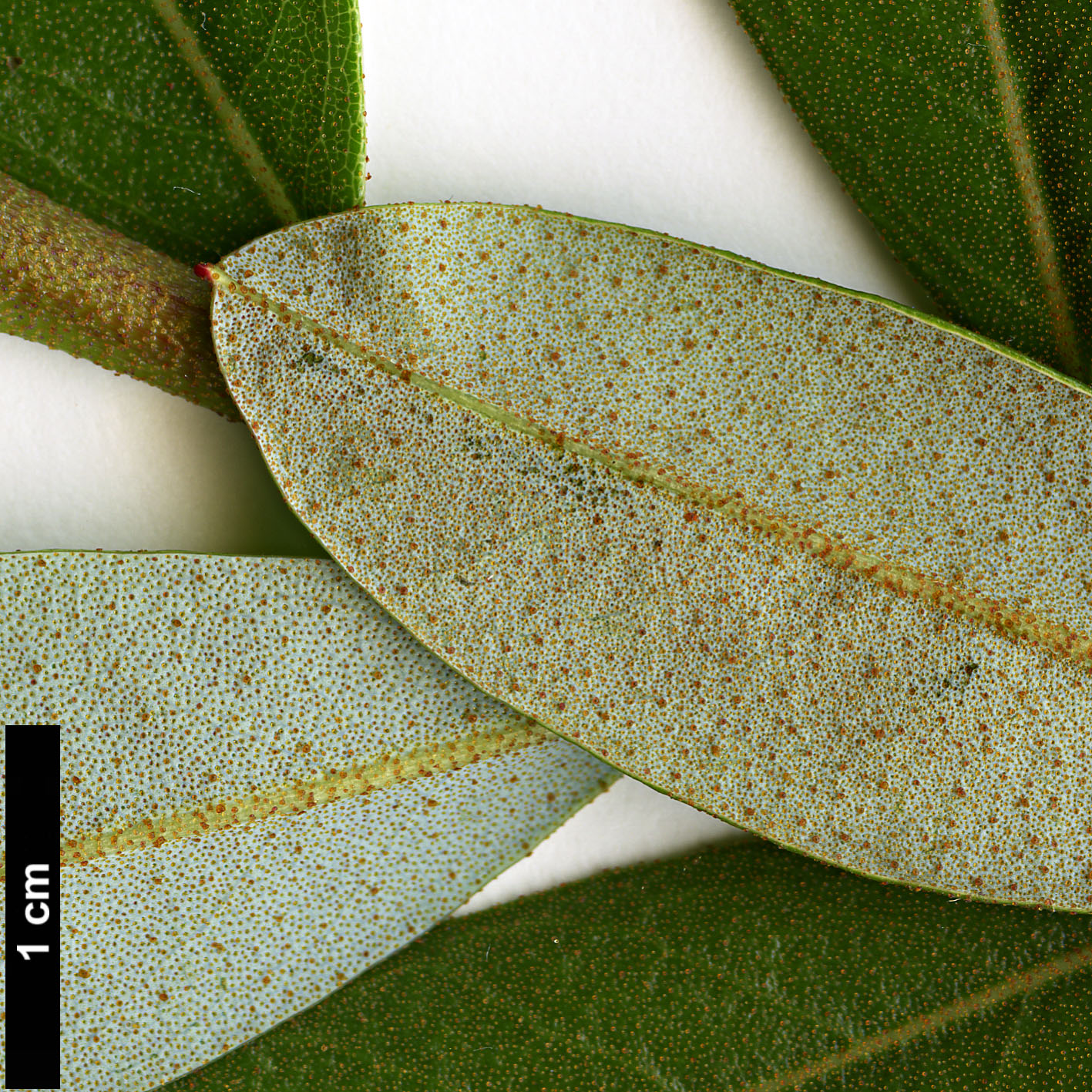 High resolution image: Family: Ericaceae - Genus: Rhododendron - Taxon: tephropeplum