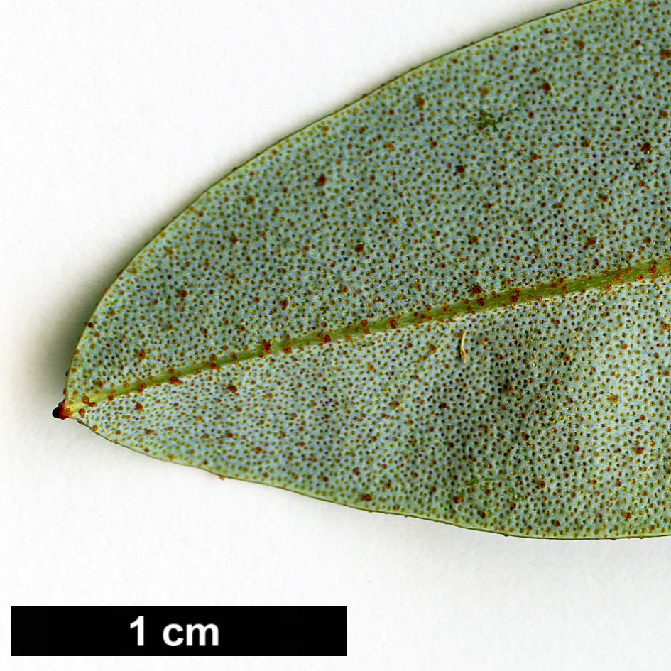 High resolution image: Family: Ericaceae - Genus: Rhododendron - Taxon: tephropeplum