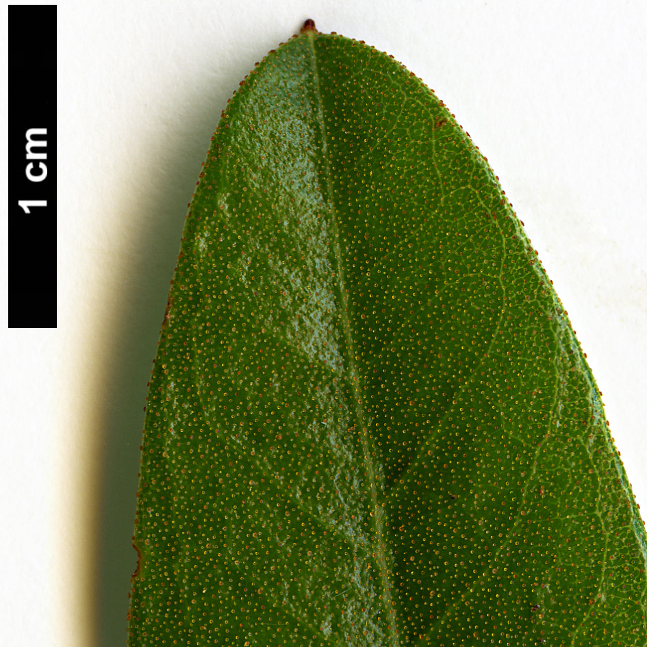 High resolution image: Family: Ericaceae - Genus: Rhododendron - Taxon: tephropeplum