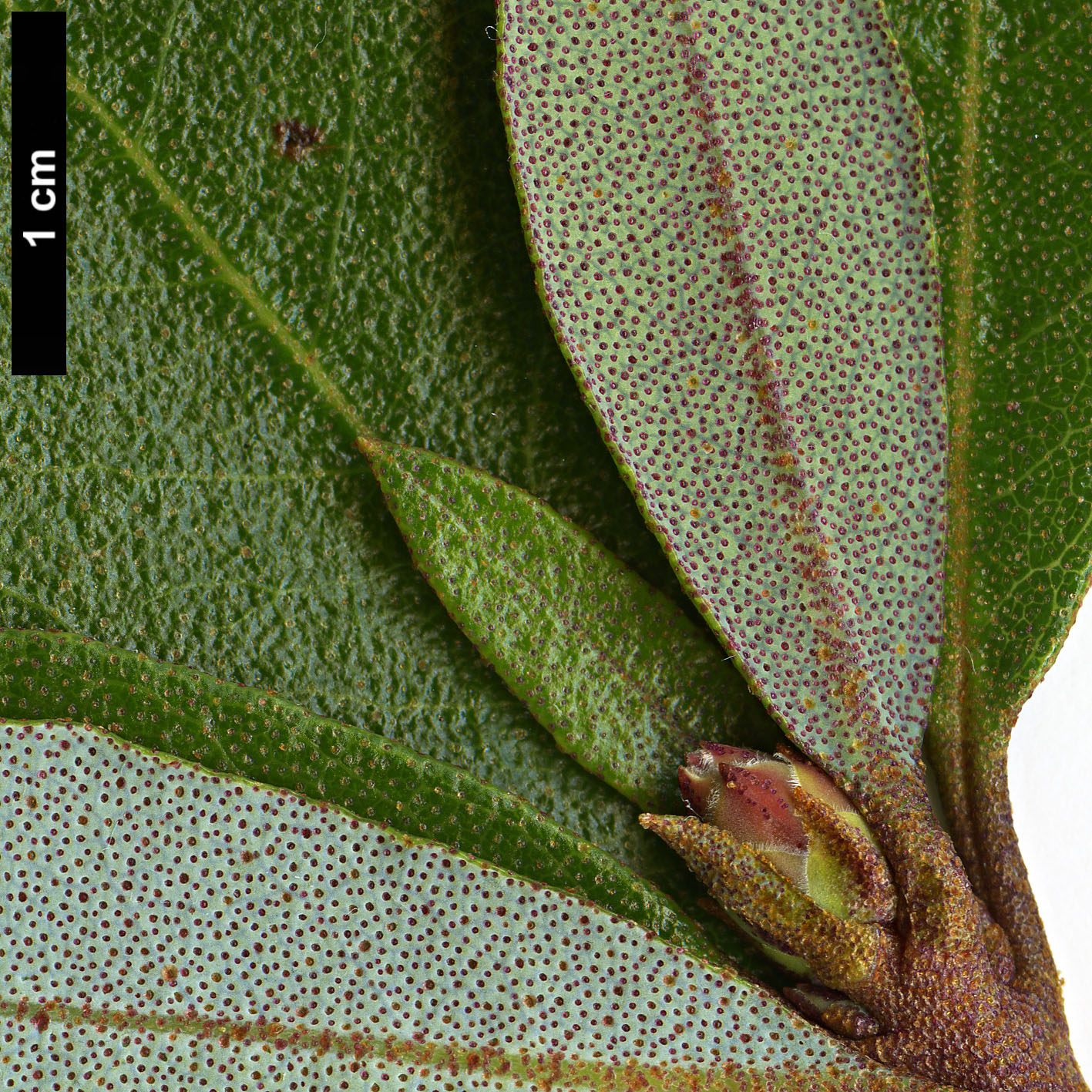 High resolution image: Family: Ericaceae - Genus: Rhododendron - Taxon: tephropeplum