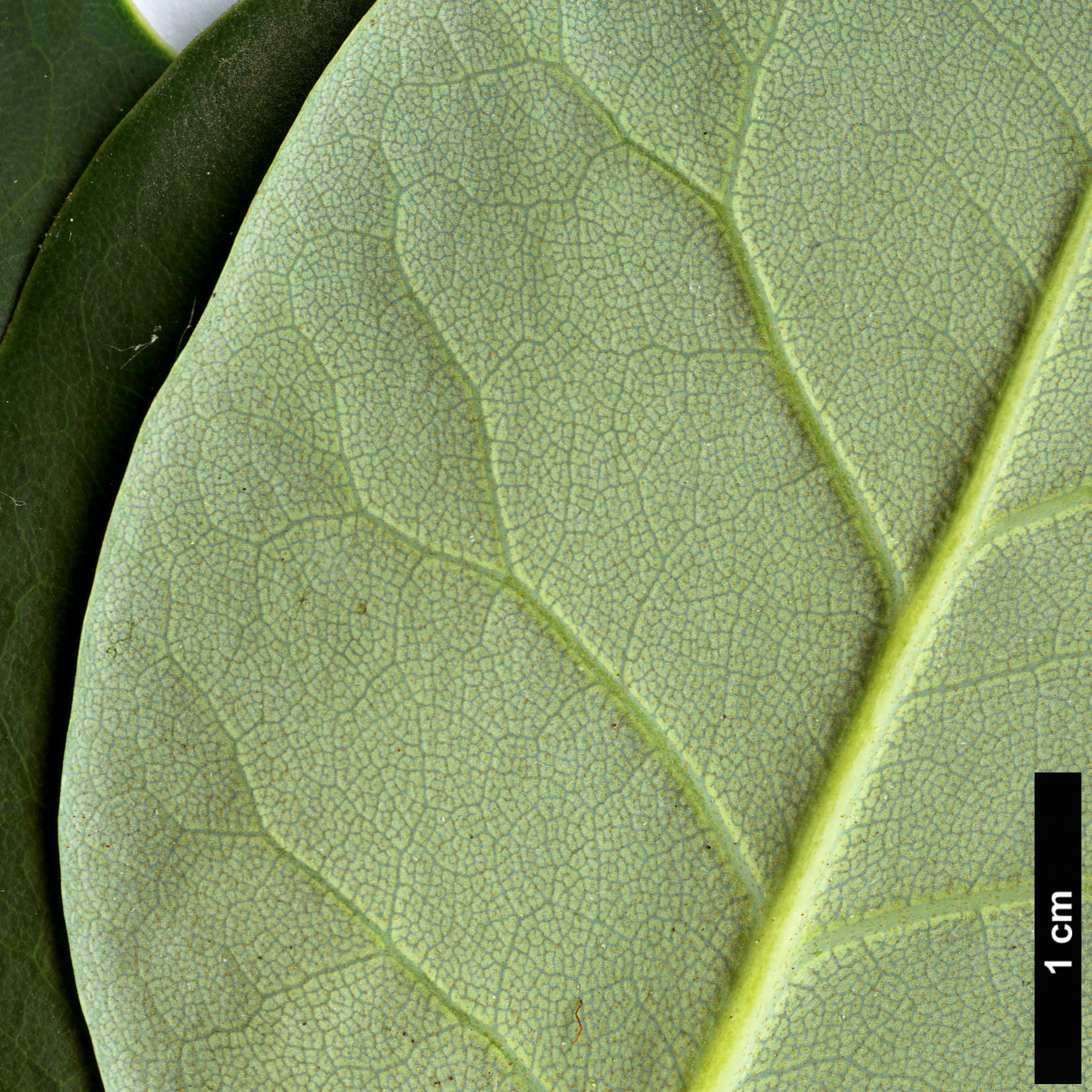 High resolution image: Family: Ericaceae - Genus: Rhododendron - Taxon: thomsonii