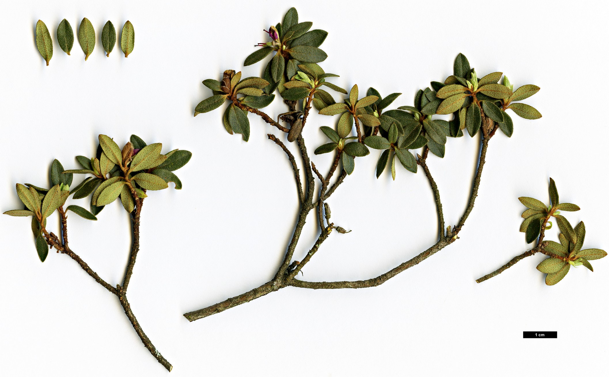 High resolution image: Family: Ericaceae - Genus: Rhododendron - Taxon: thymifolium