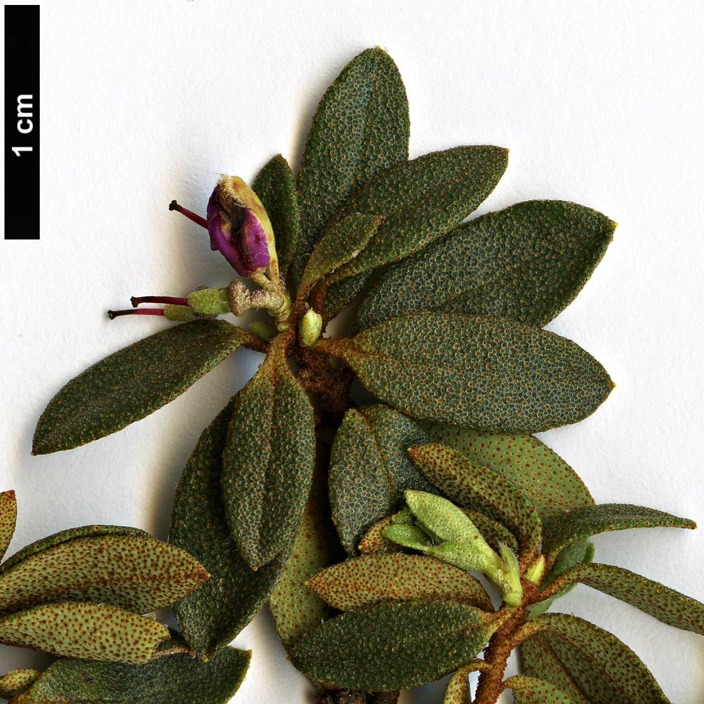 High resolution image: Family: Ericaceae - Genus: Rhododendron - Taxon: thymifolium