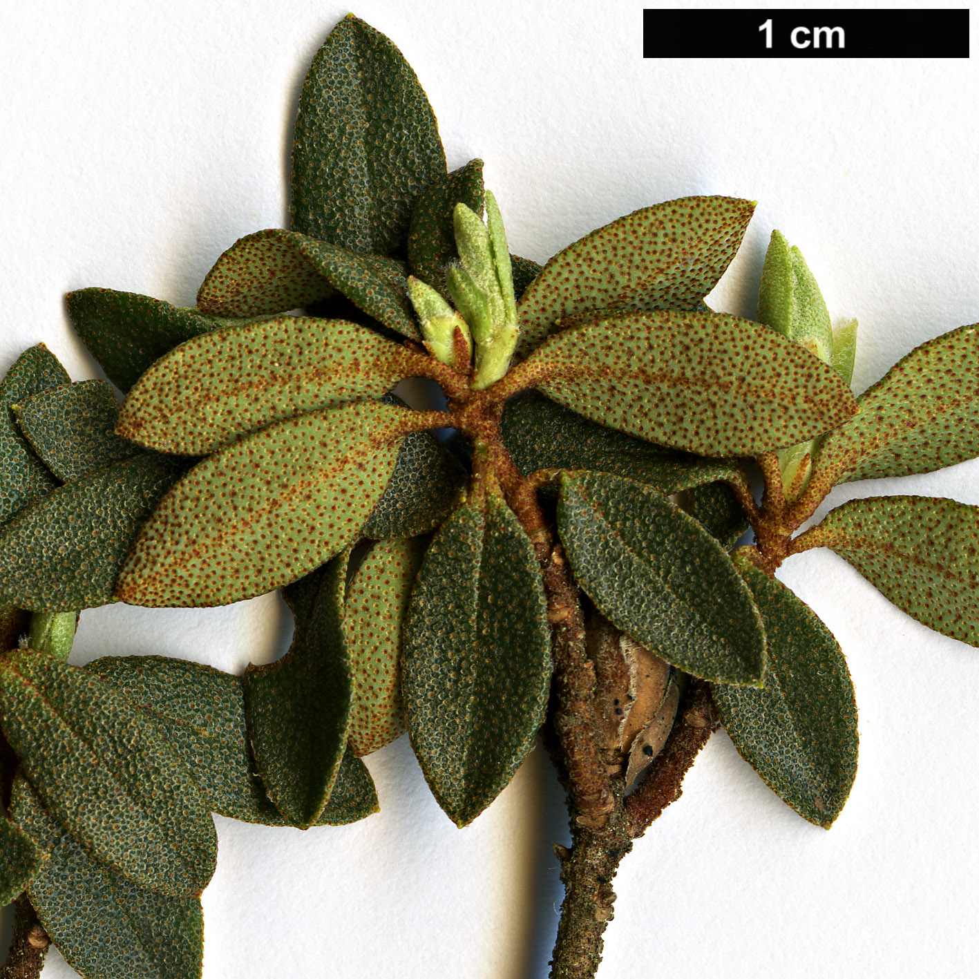 High resolution image: Family: Ericaceae - Genus: Rhododendron - Taxon: thymifolium