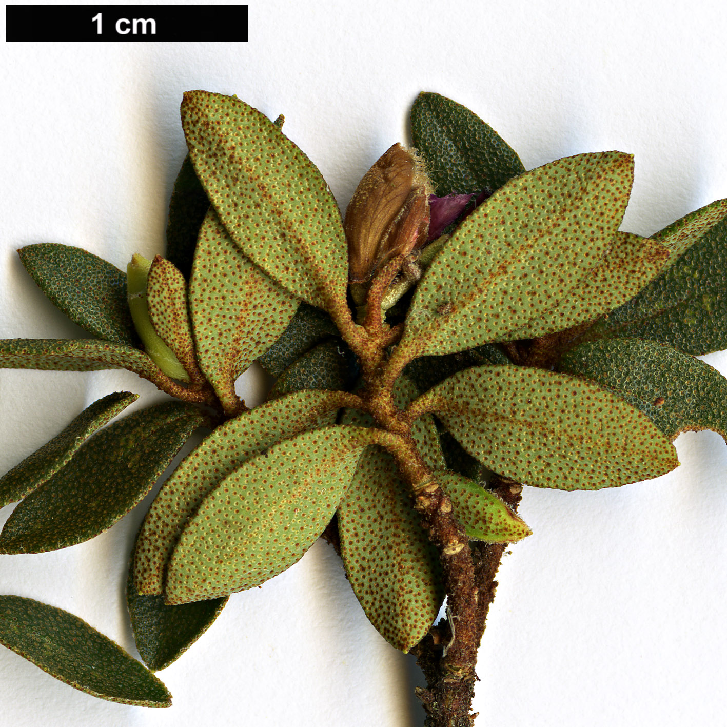 High resolution image: Family: Ericaceae - Genus: Rhododendron - Taxon: thymifolium