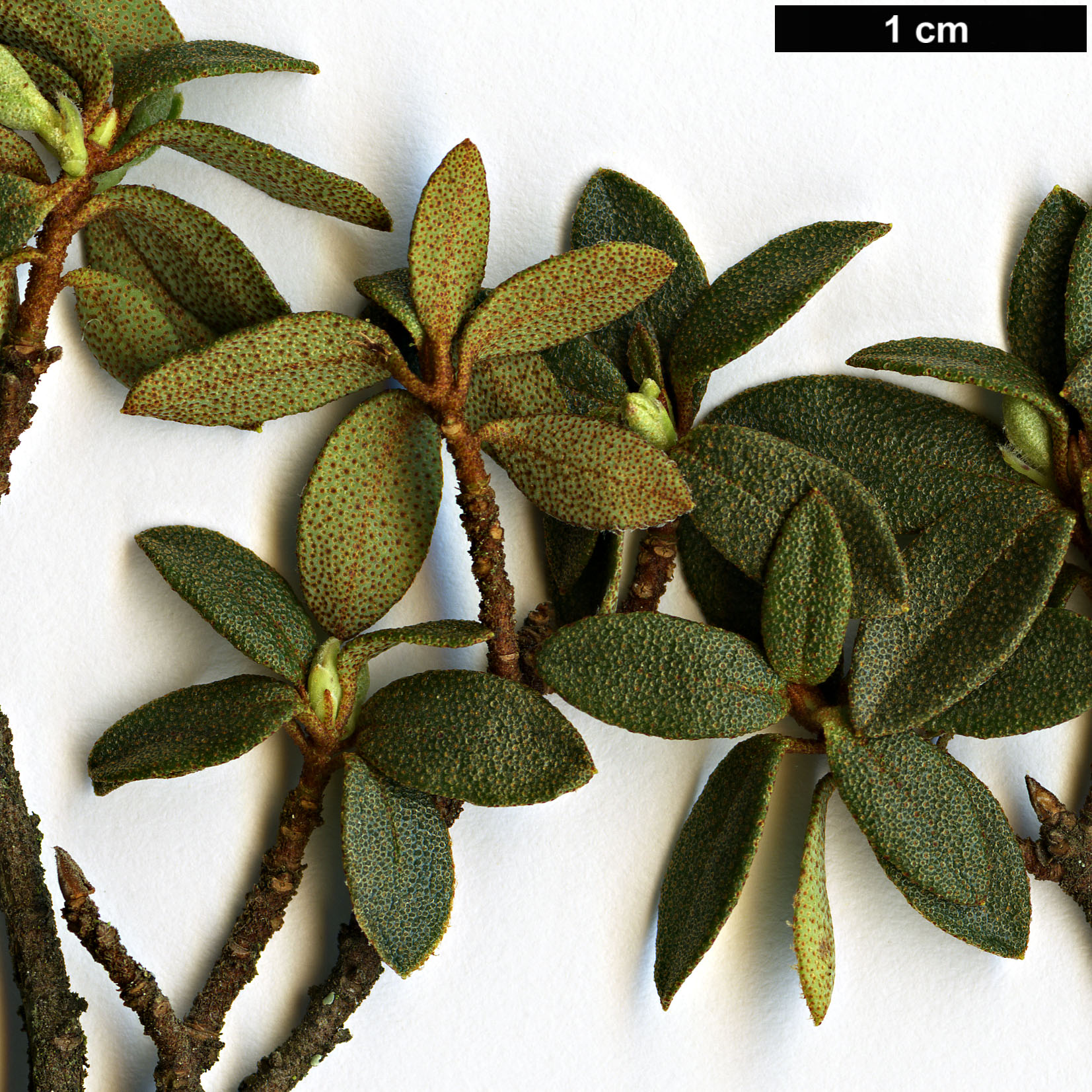 High resolution image: Family: Ericaceae - Genus: Rhododendron - Taxon: thymifolium