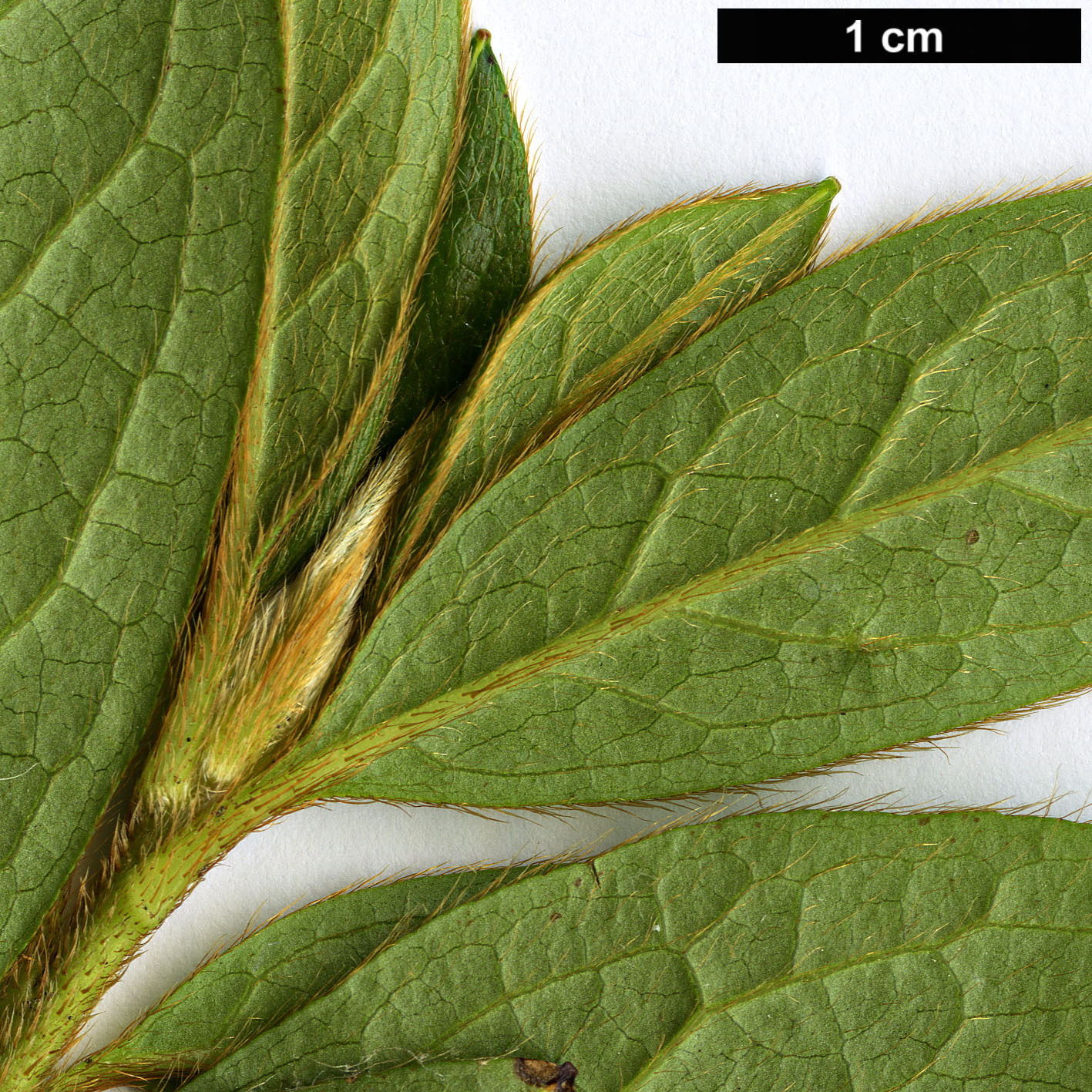 High resolution image: Family: Ericaceae - Genus: Rhododendron - Taxon: tosaense