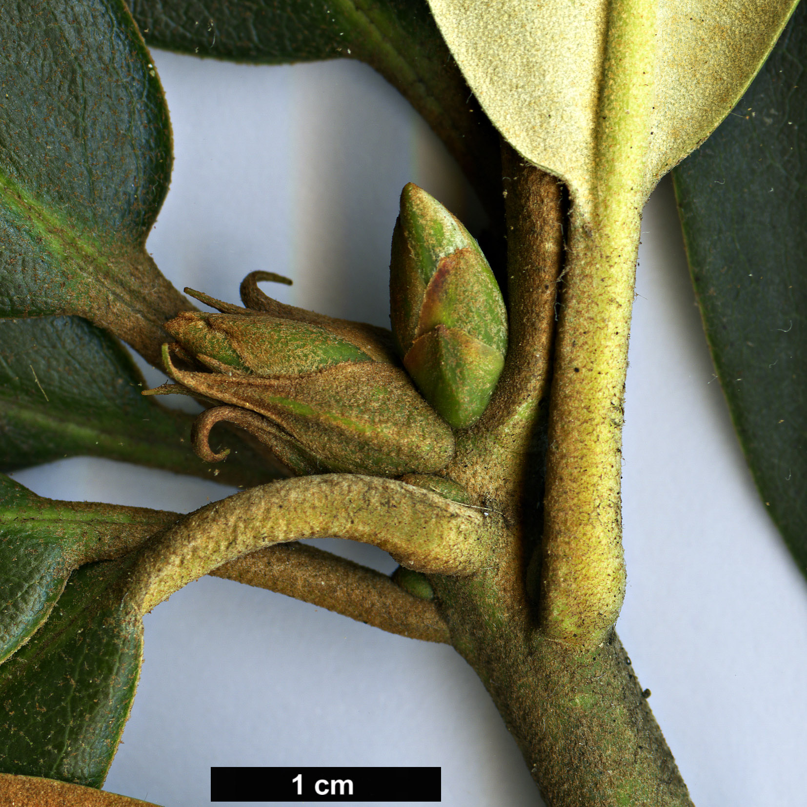 High resolution image: Family: Ericaceae - Genus: Rhododendron - Taxon: traillianum