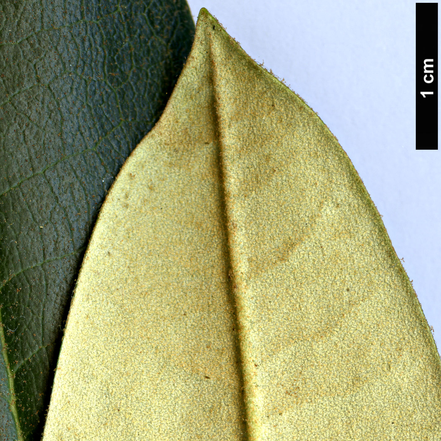 High resolution image: Family: Ericaceae - Genus: Rhododendron - Taxon: traillianum