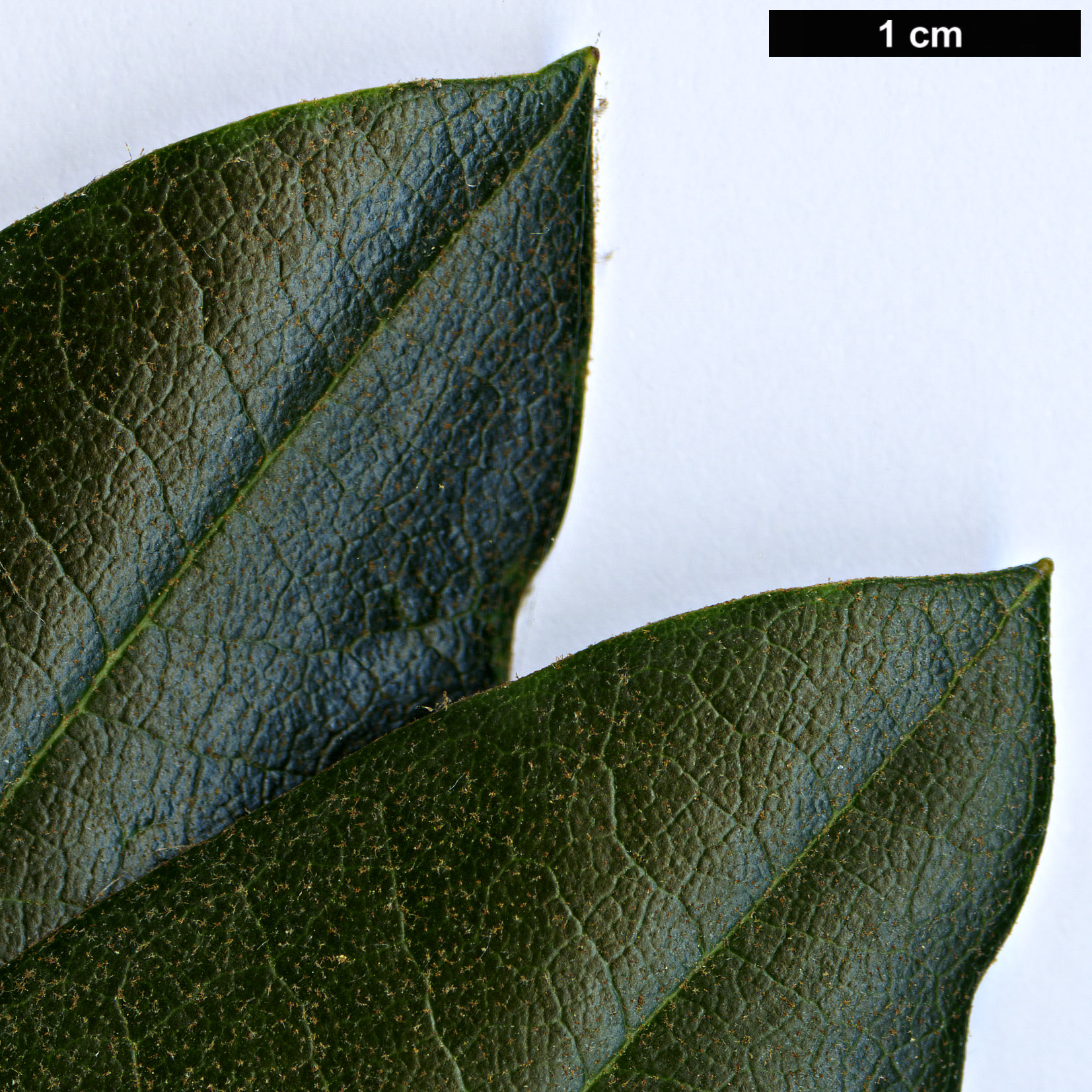 High resolution image: Family: Ericaceae - Genus: Rhododendron - Taxon: traillianum
