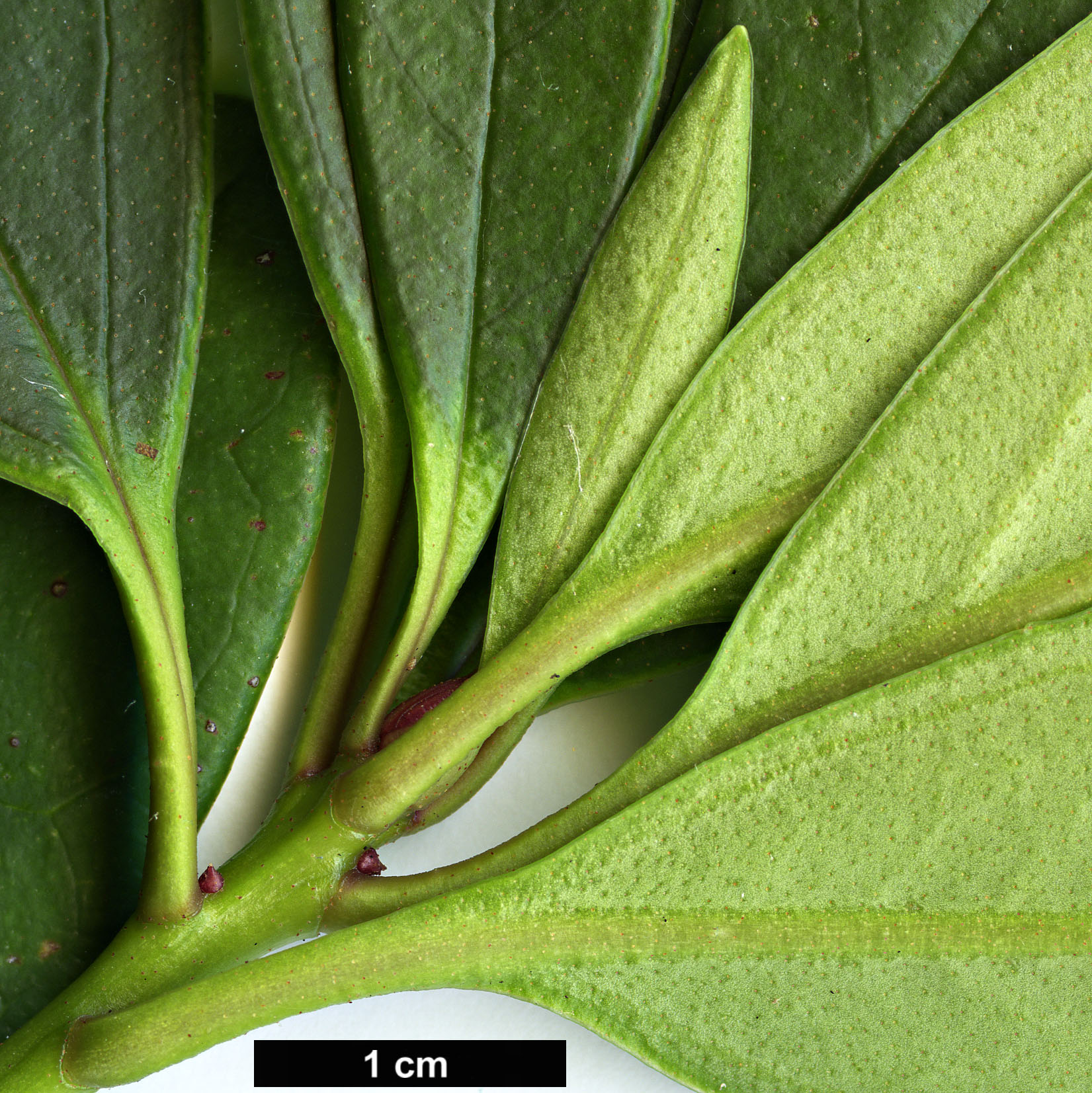 High resolution image: Family: Ericaceae - Genus: Rhododendron - Taxon: trancongii