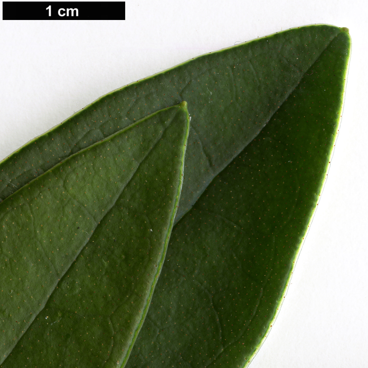 High resolution image: Family: Ericaceae - Genus: Rhododendron - Taxon: trancongii