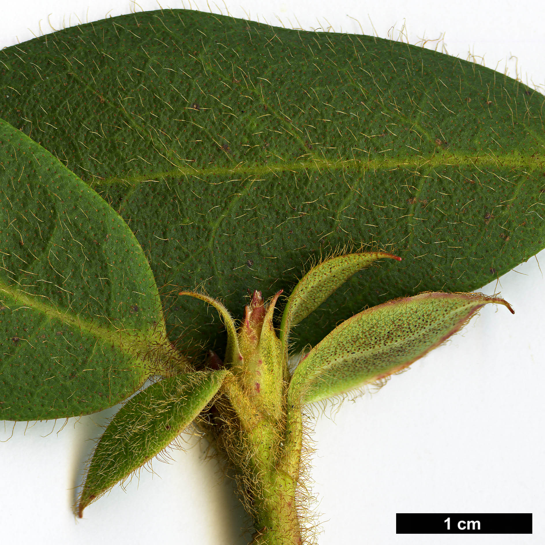 High resolution image: Family: Ericaceae - Genus: Rhododendron - Taxon: trichanthum