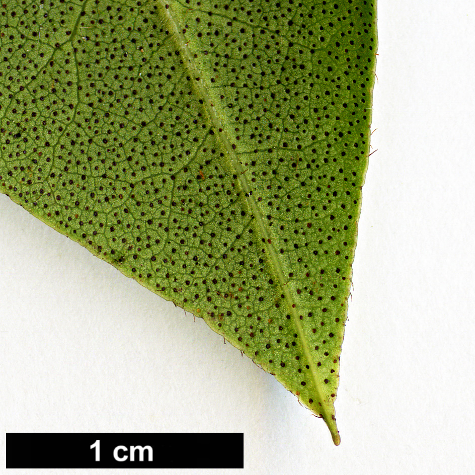 High resolution image: Family: Ericaceae - Genus: Rhododendron - Taxon: trichanthum