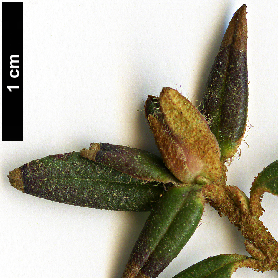 High resolution image: Family: Ericaceae - Genus: Rhododendron - Taxon: trichostomum