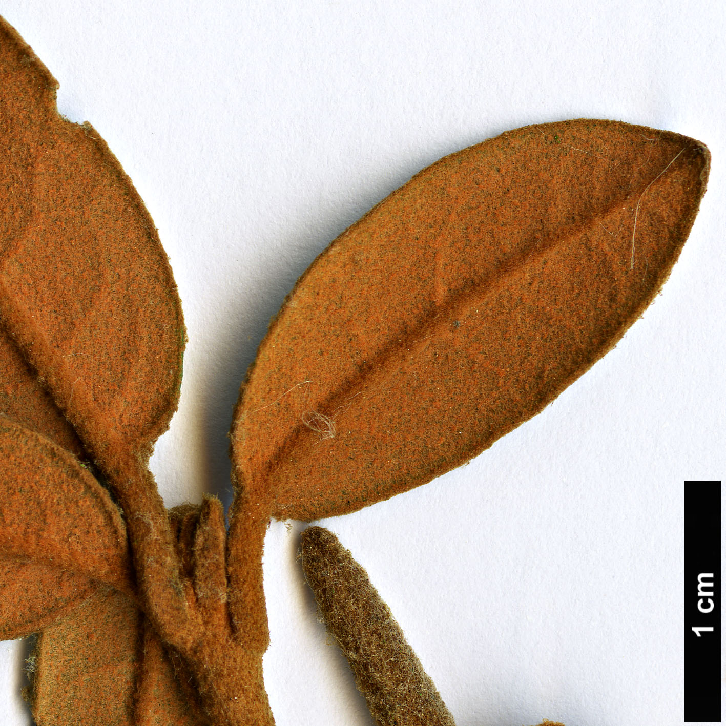 High resolution image: Family: Ericaceae - Genus: Rhododendron - Taxon: tsariense