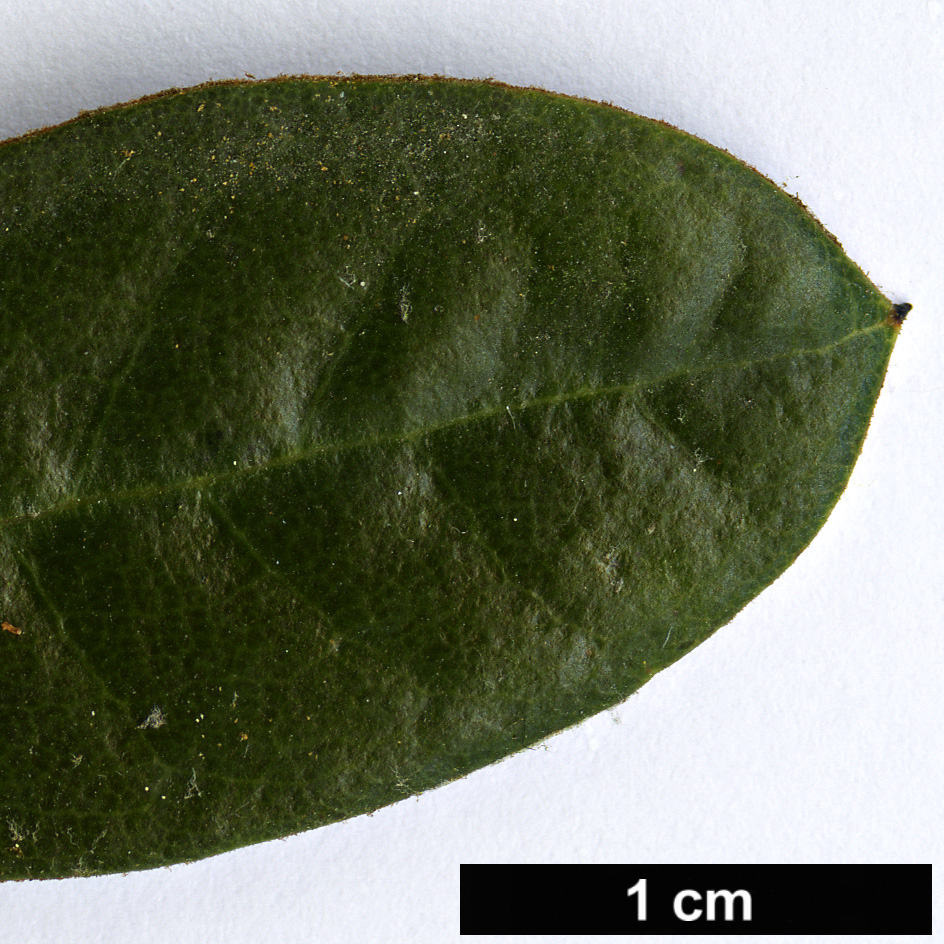 High resolution image: Family: Ericaceae - Genus: Rhododendron - Taxon: tsariense