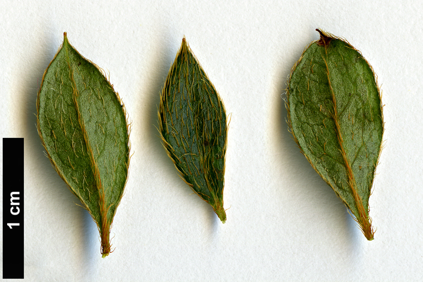 High resolution image: Family: Ericaceae - Genus: Rhododendron - Taxon: tsusiophyllum
