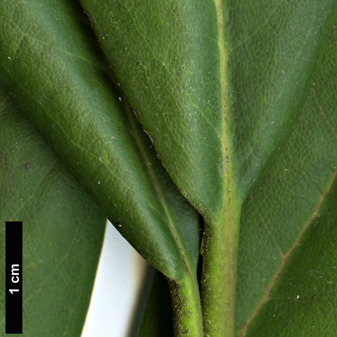 High resolution image: Family: Ericaceae - Genus: Rhododendron - Taxon: ungernii
