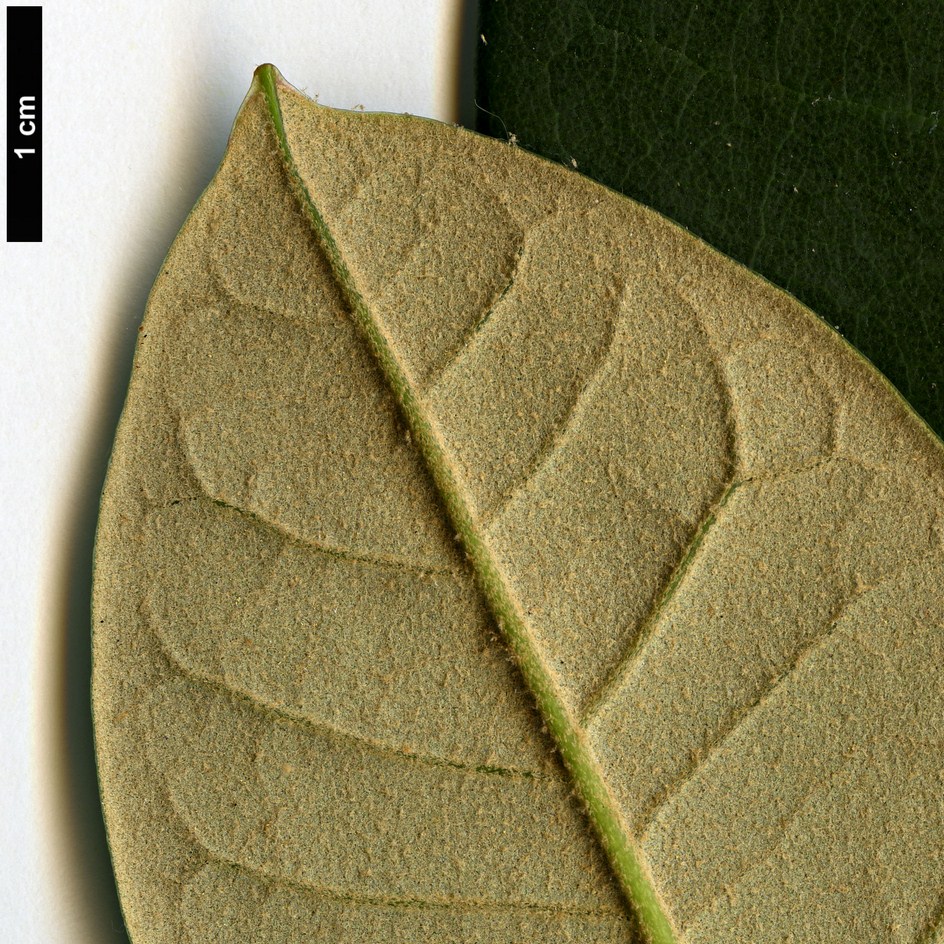 High resolution image: Family: Ericaceae - Genus: Rhododendron - Taxon: uvarifolium