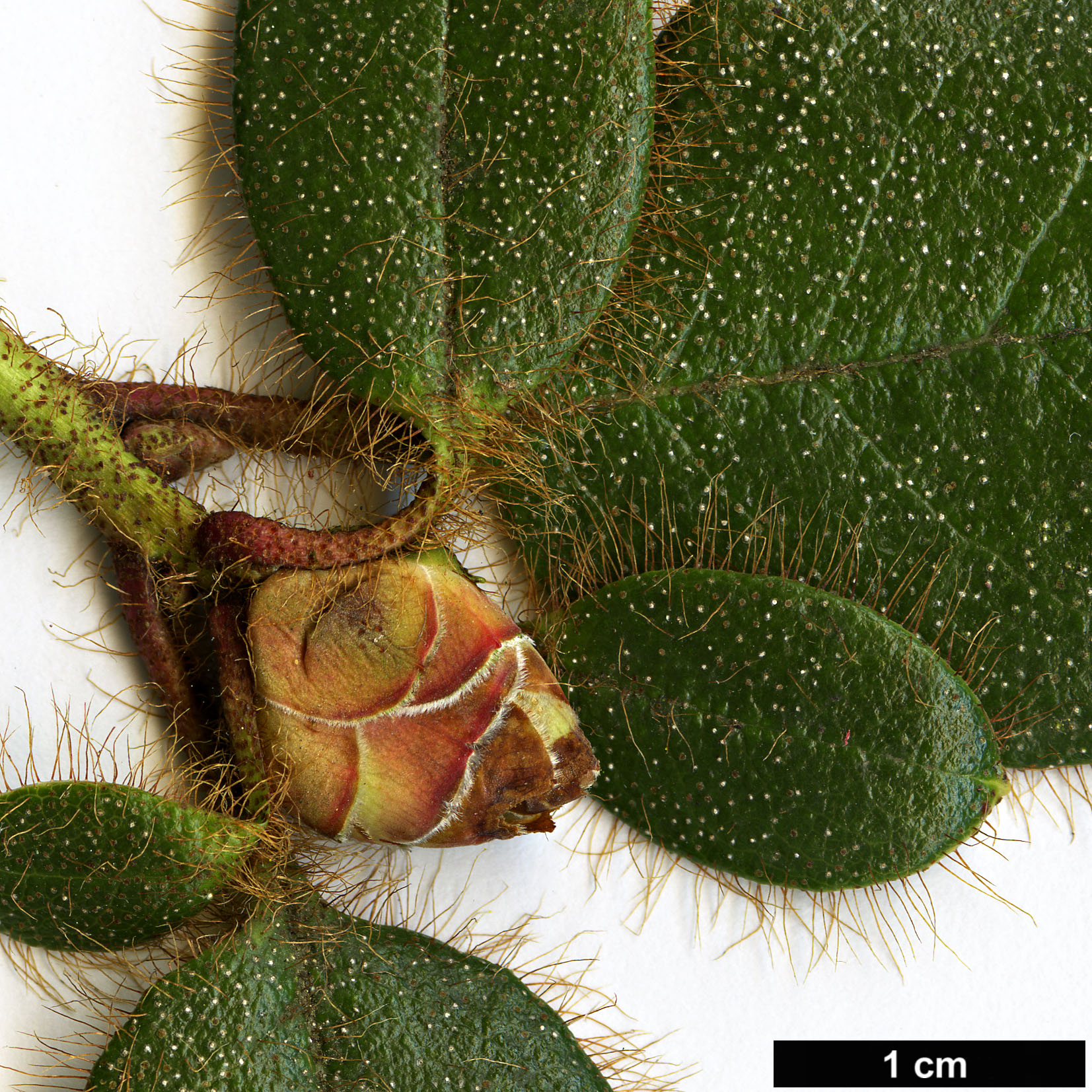 High resolution image: Family: Ericaceae - Genus: Rhododendron - Taxon: valentinianum