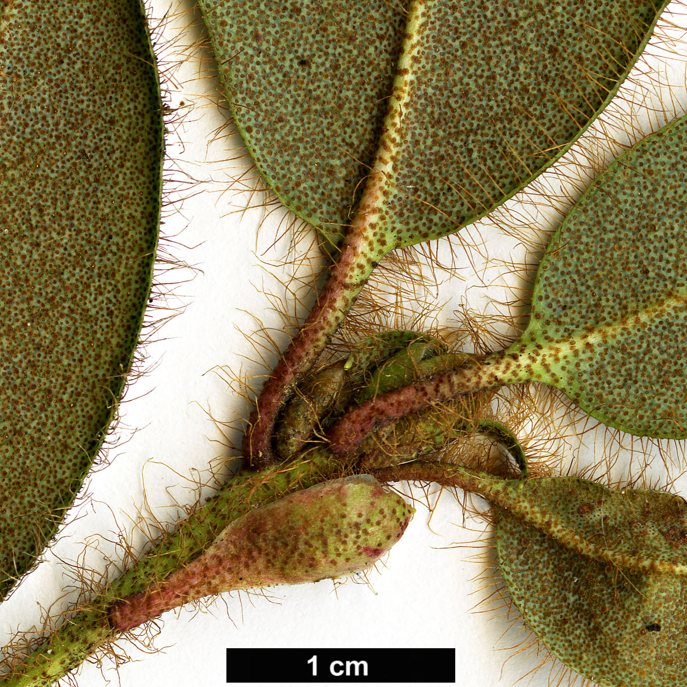 High resolution image: Family: Ericaceae - Genus: Rhododendron - Taxon: valentinianum